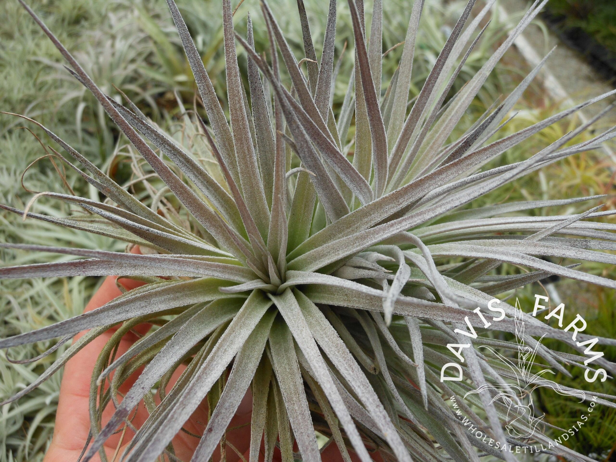 Tillandsia Houston red princess