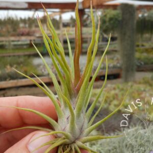 Tillandsia bulbosa x ionantha