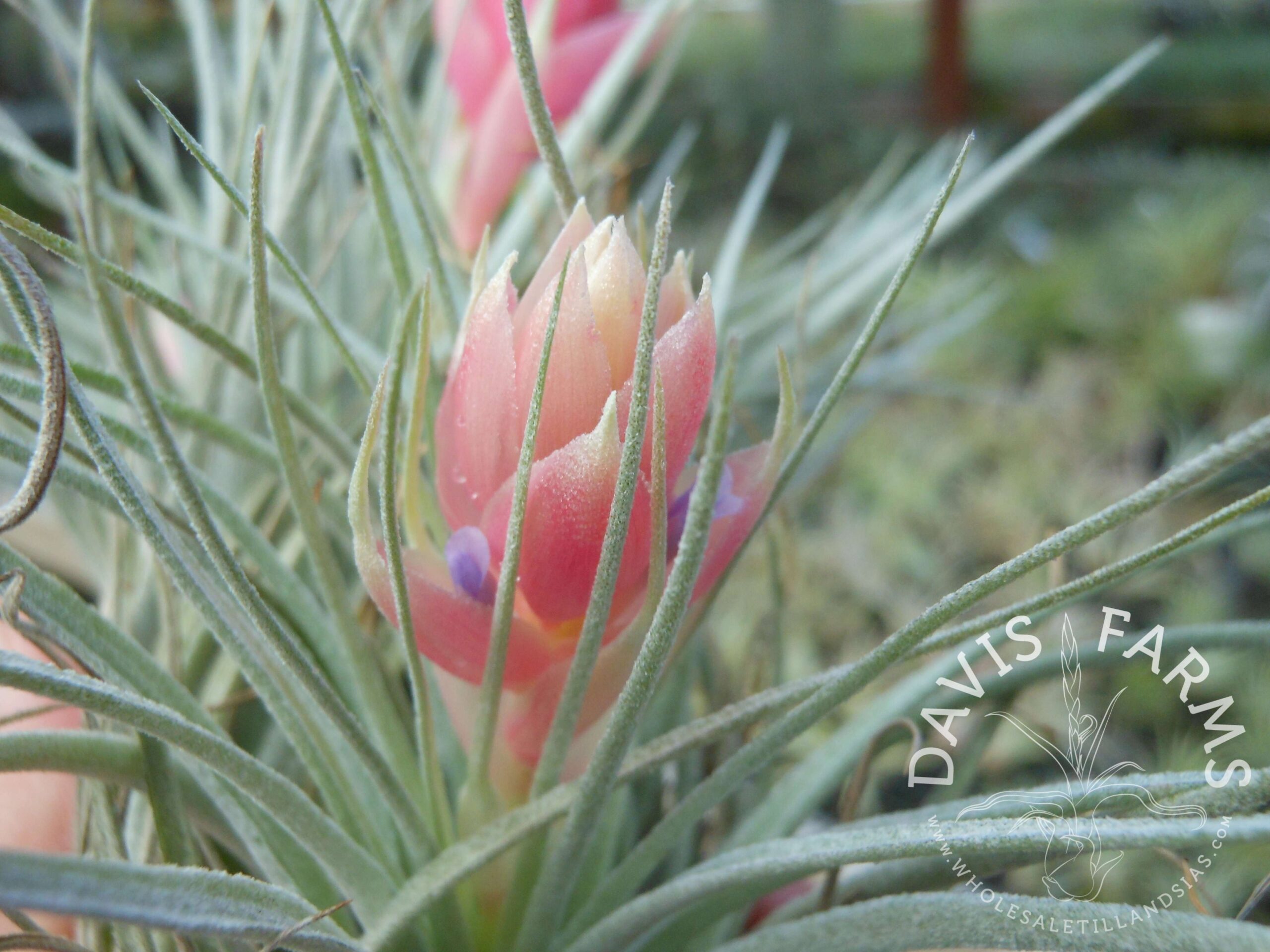 Tillandsia Houston Cotton Candy