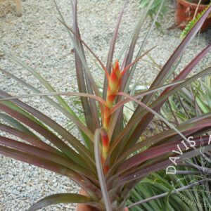 Tillandsia variabilis