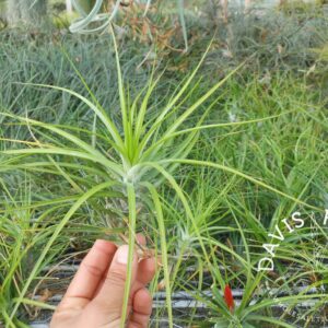 Tillandsia caulescens