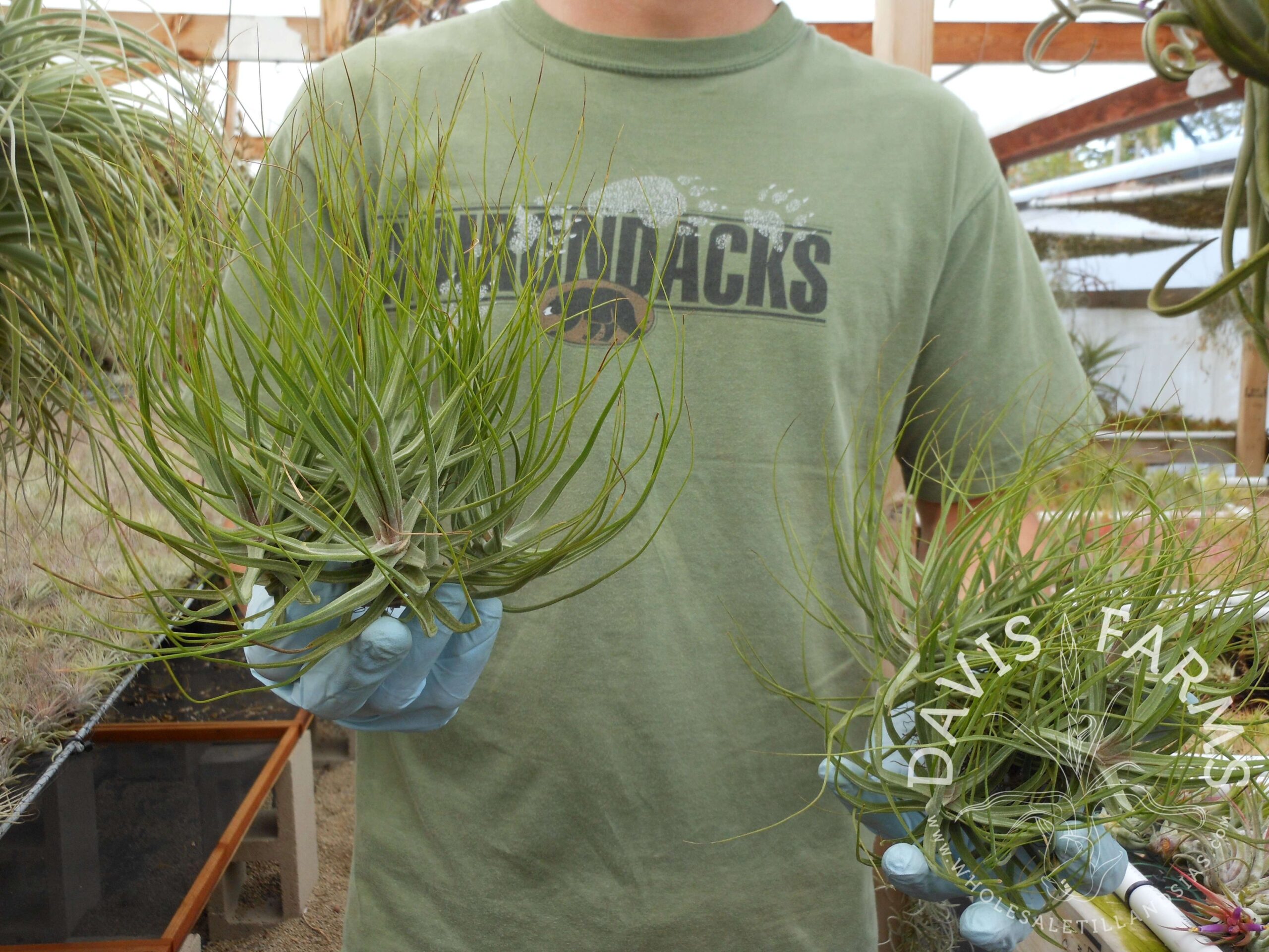 Tillandsia schiedeana
