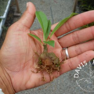 Myrmecodia beccarii (Ant Plant)