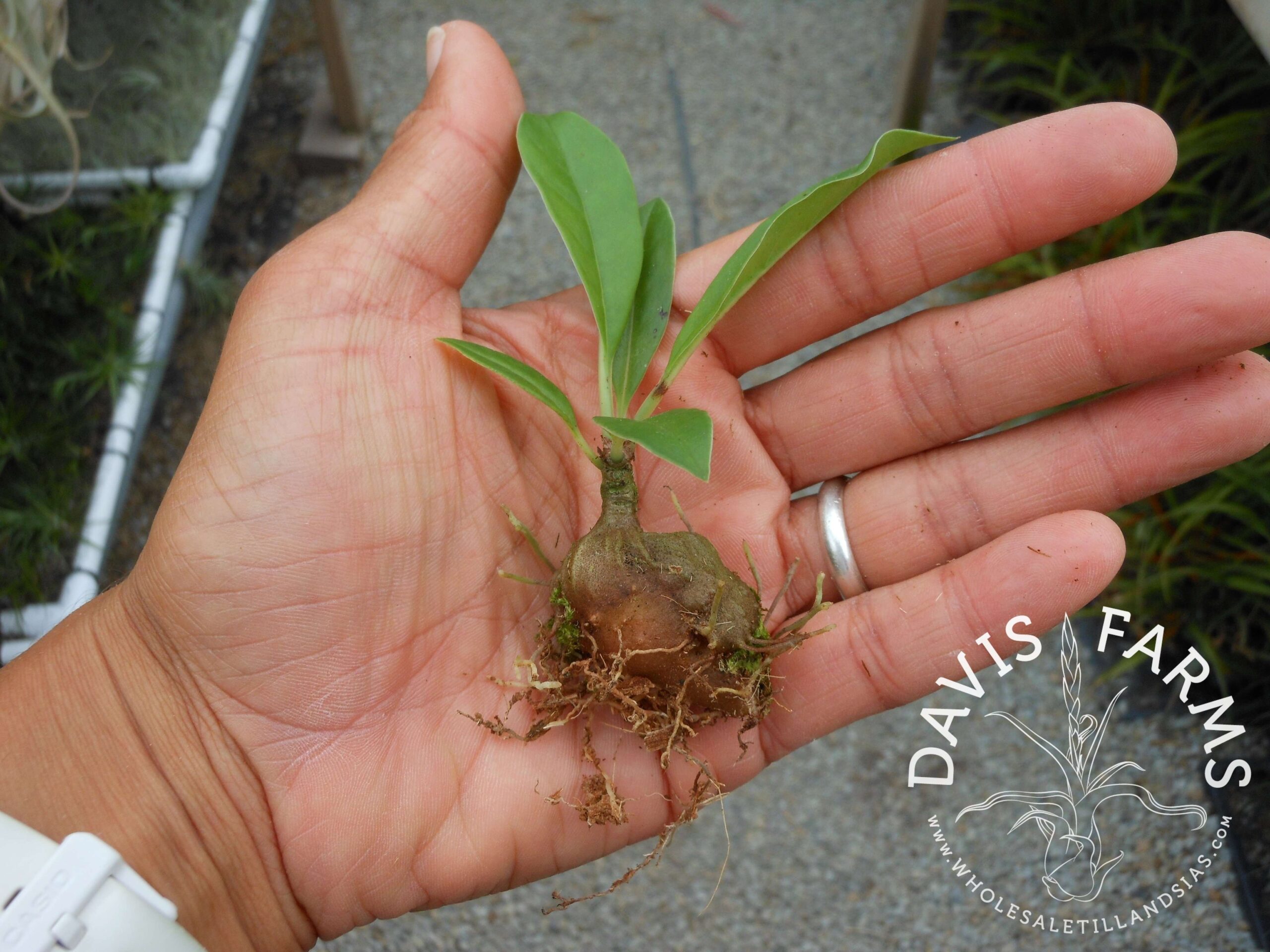 Myrmecodia beccarii (Ant Plant)