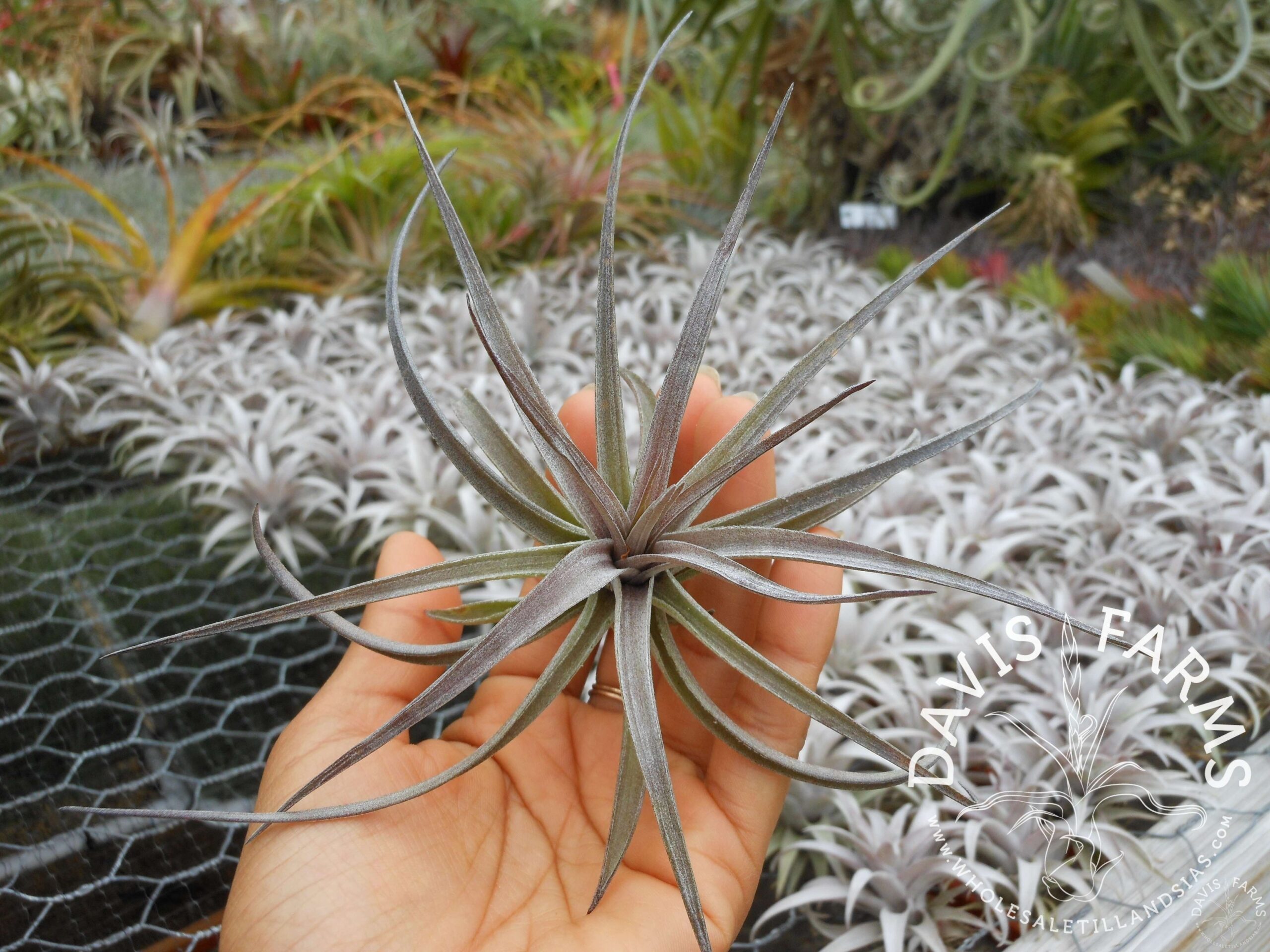 Tillandsia aeranthos purple