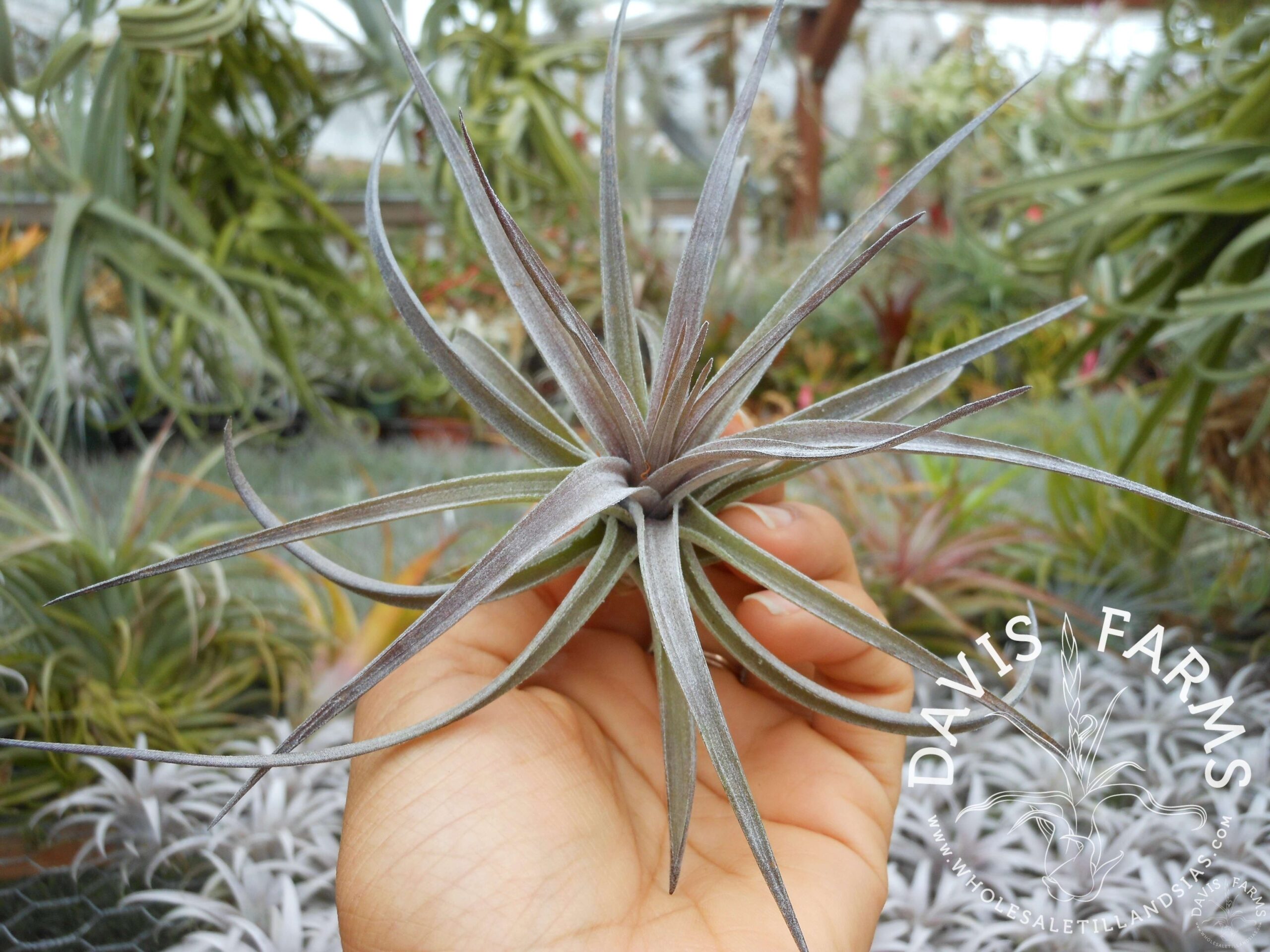 Tillandsia aeranthos purple