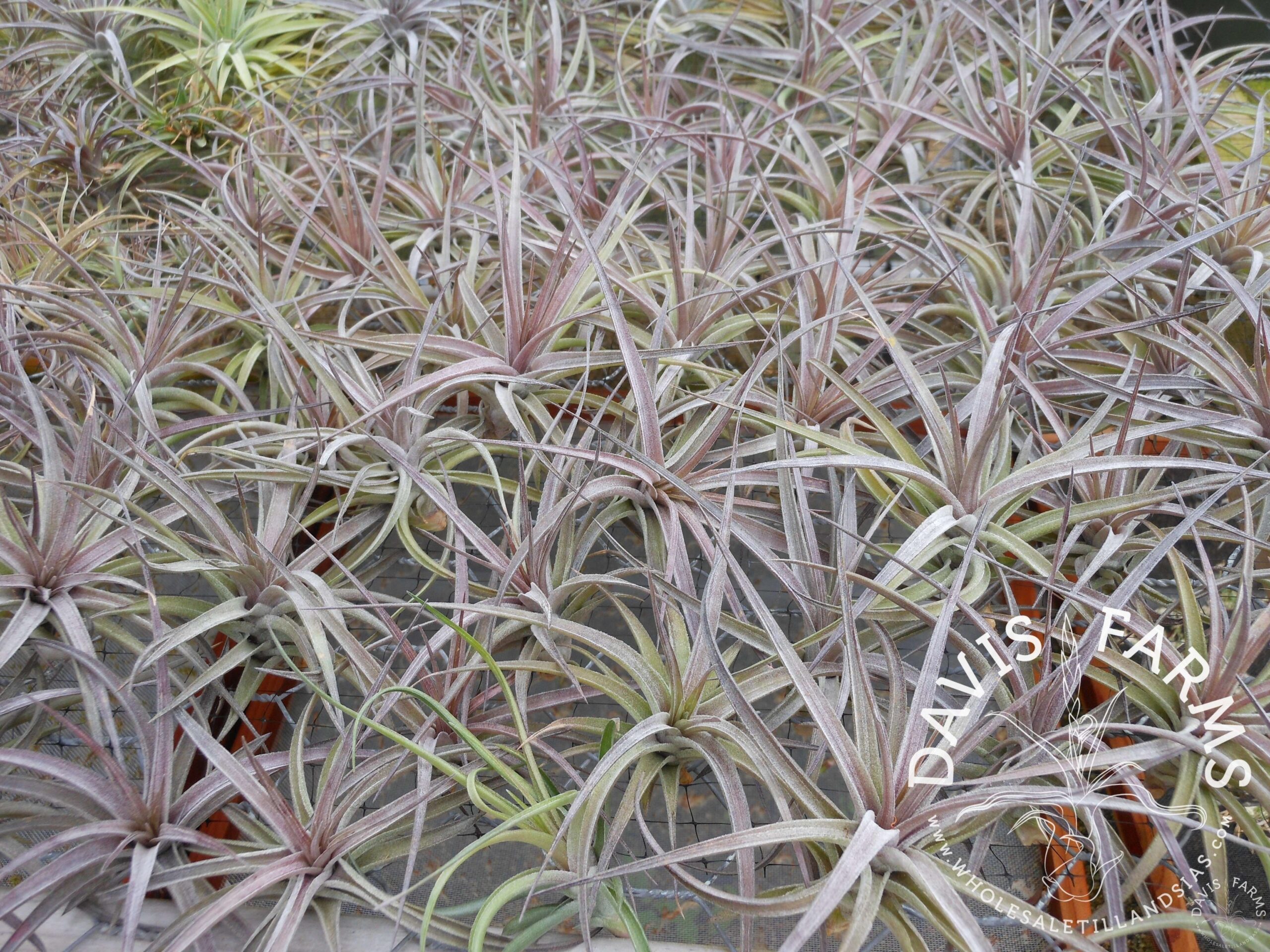 Tillandsia aeranthos purple