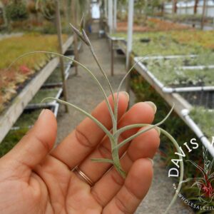 Tillandsia crocata {orange flower} x mallemontii