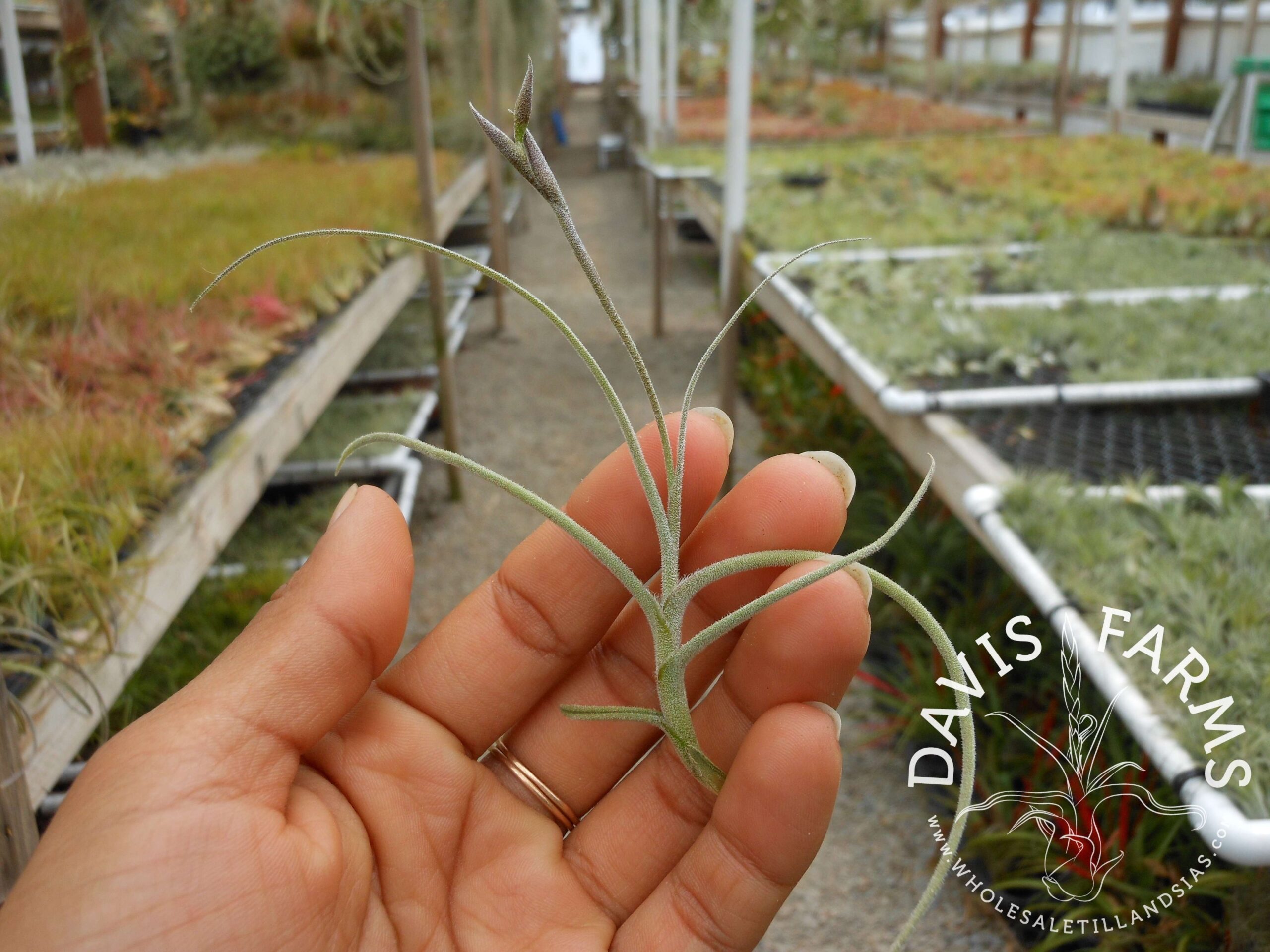 Tillandsia crocata {orange flower} x mallemontii