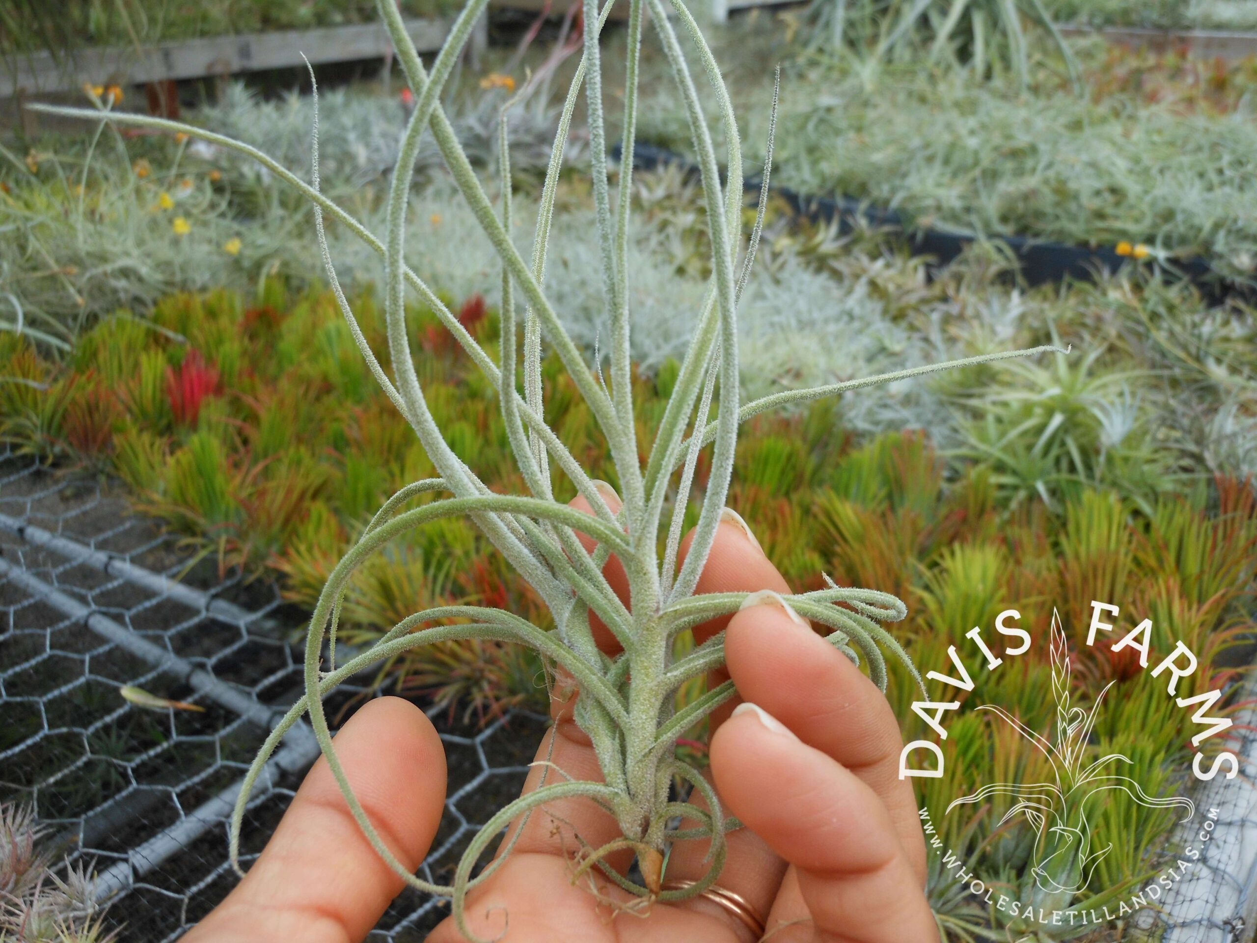 Tillandsia crocata {orange flower} x mallemontii