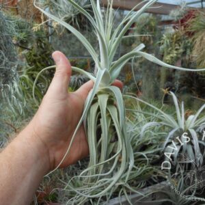 Tillandsia straminea thick leaf- tall form