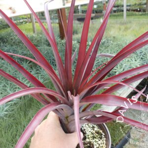 Tillandsia flabellata red giant
