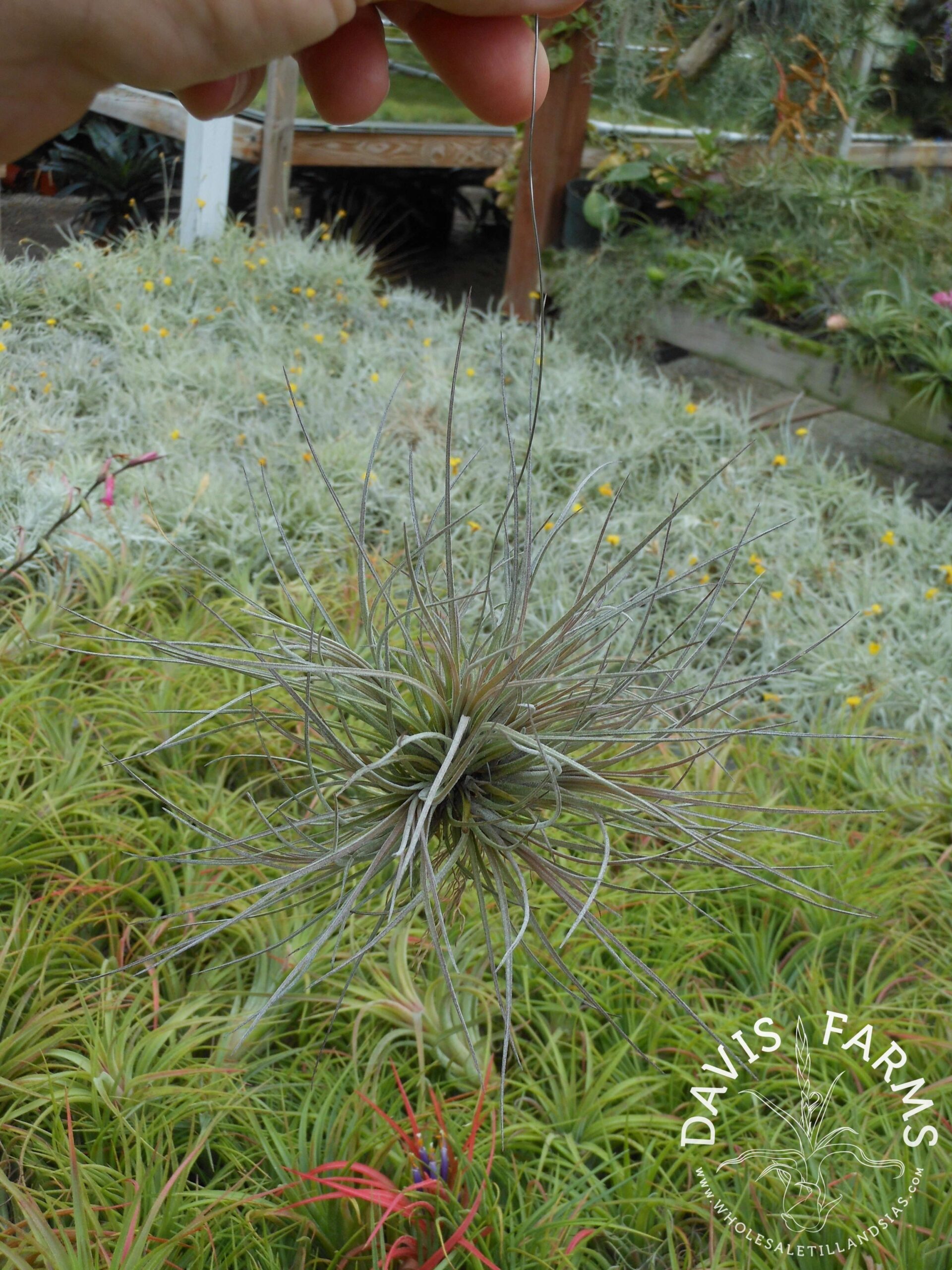 Tillandsia bartramii
