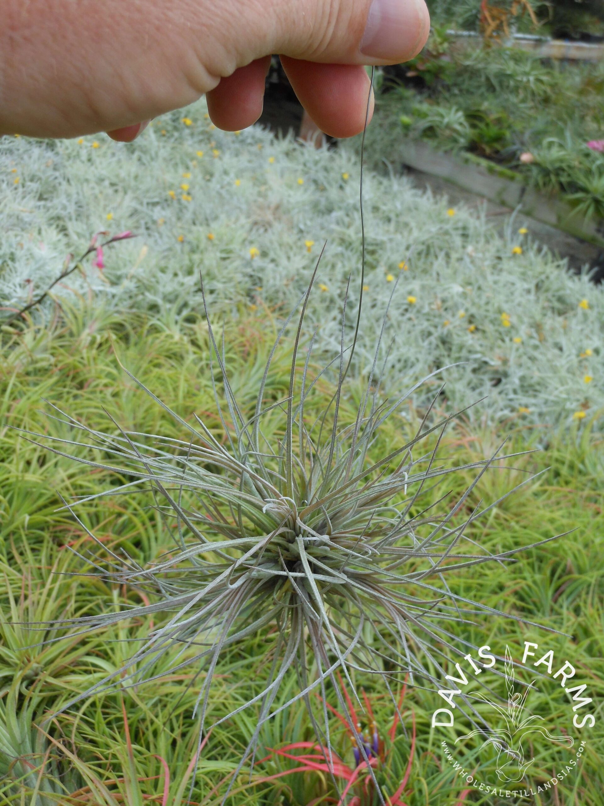 Tillandsia bartramii