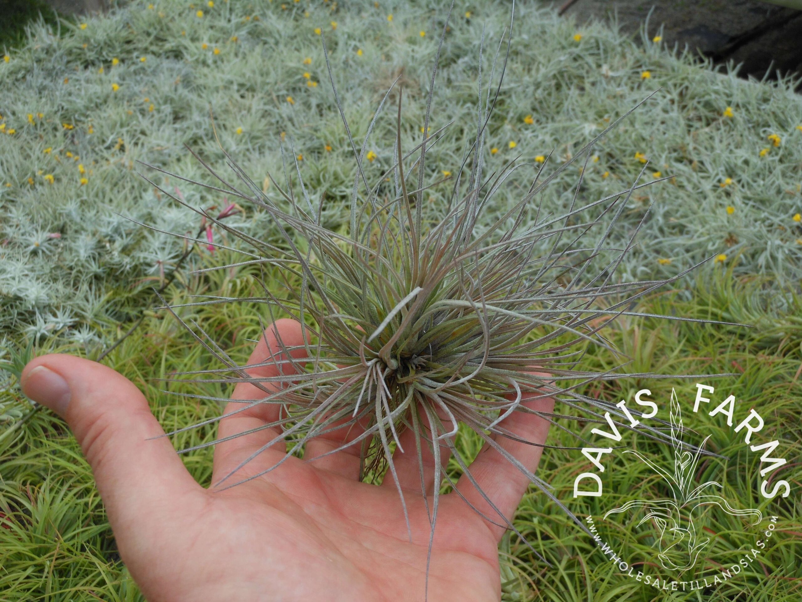 Tillandsia bartramii