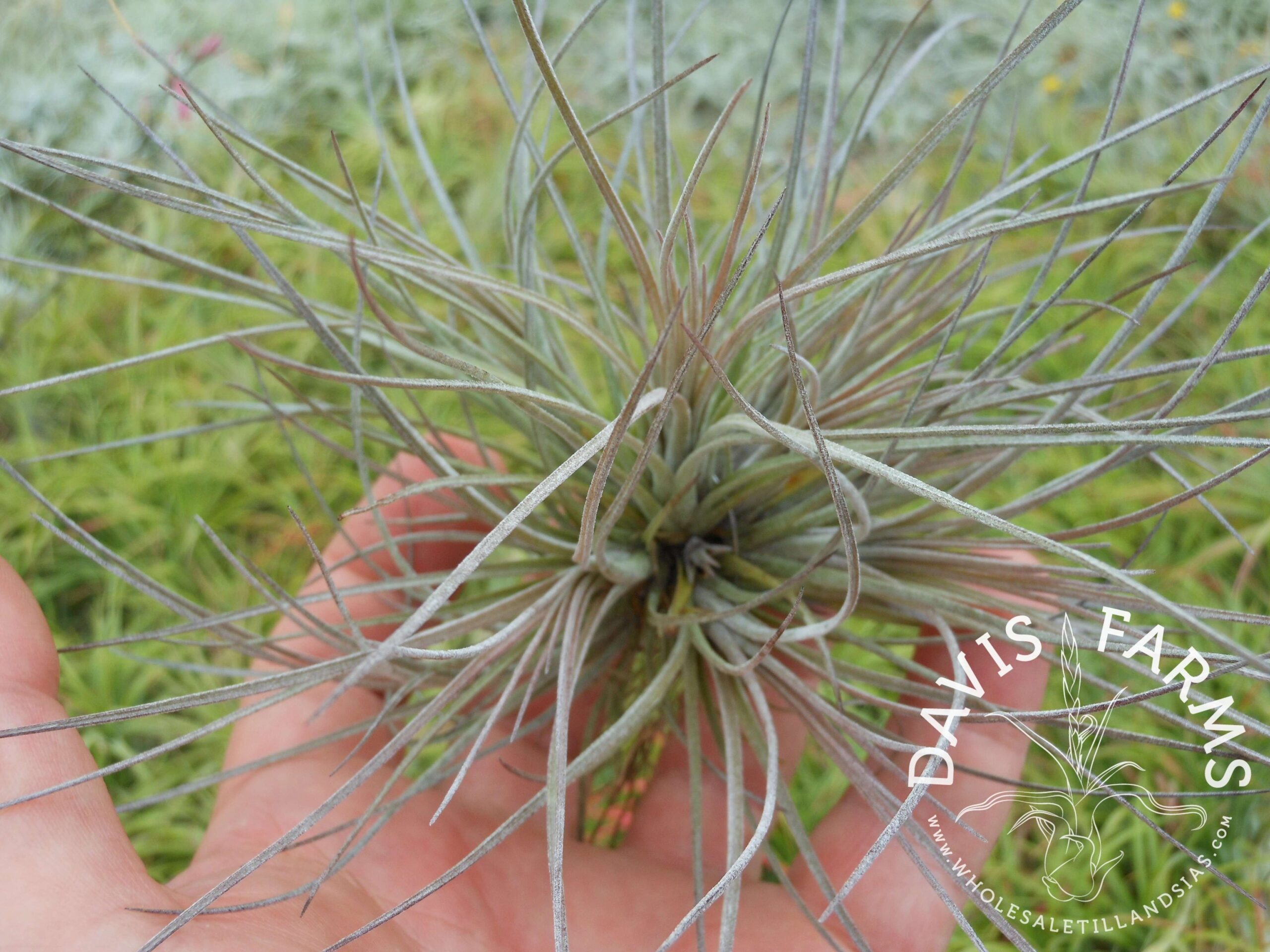 Tillandsia bartramii