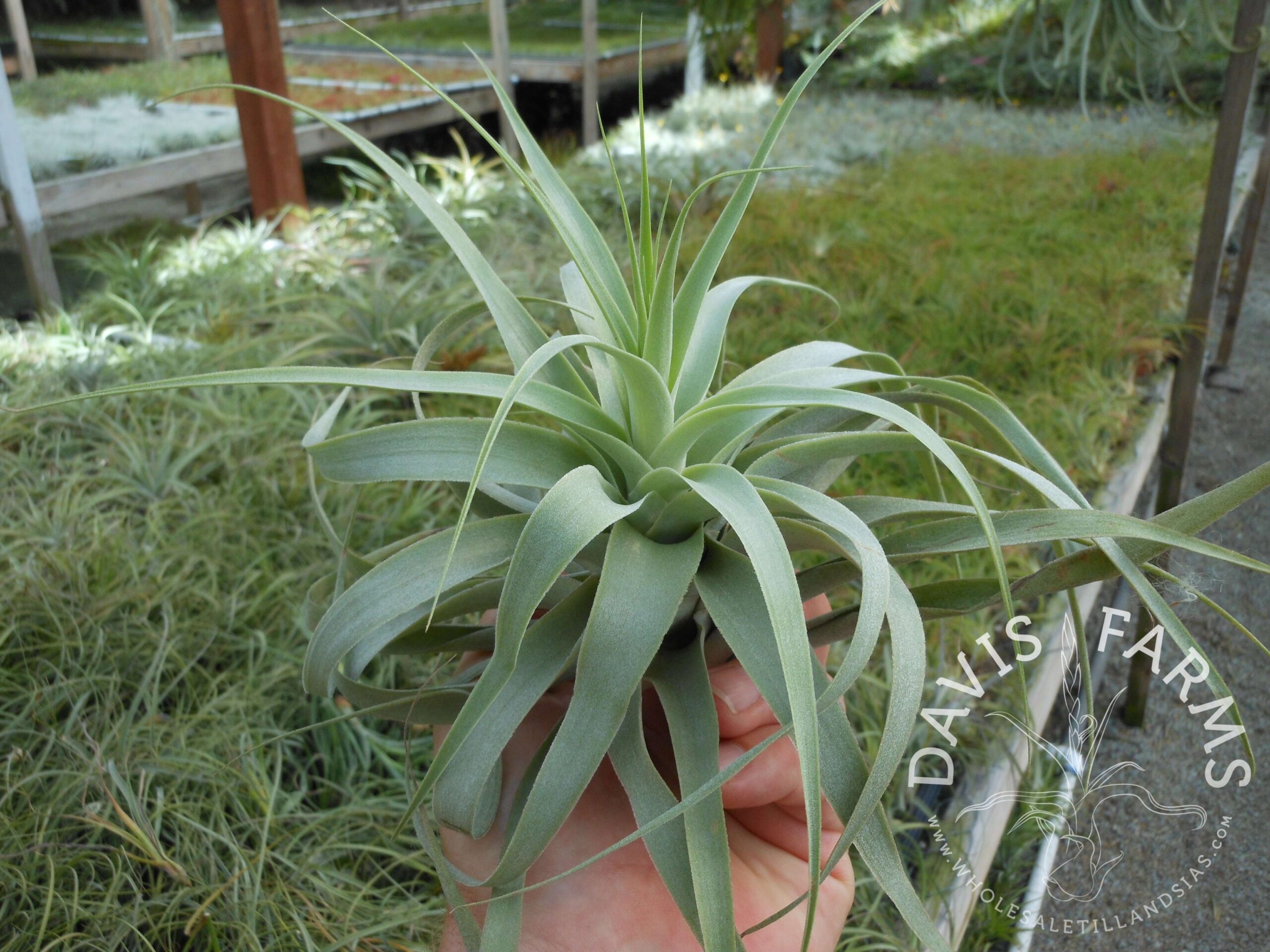 Tillandsia cacticola, bright leaf form