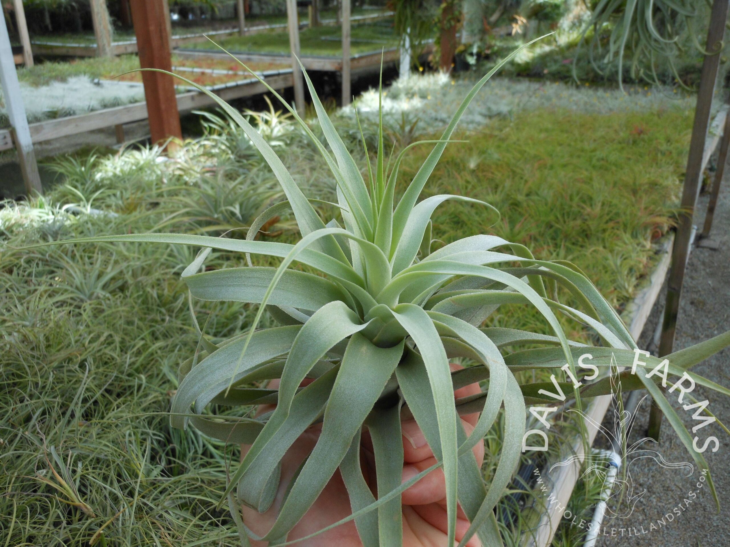 Tillandsia cacticola, bright leaf form