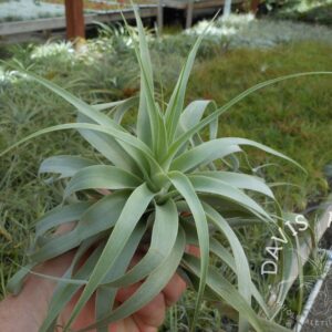 Tillandsia cacticola, bright leaf form