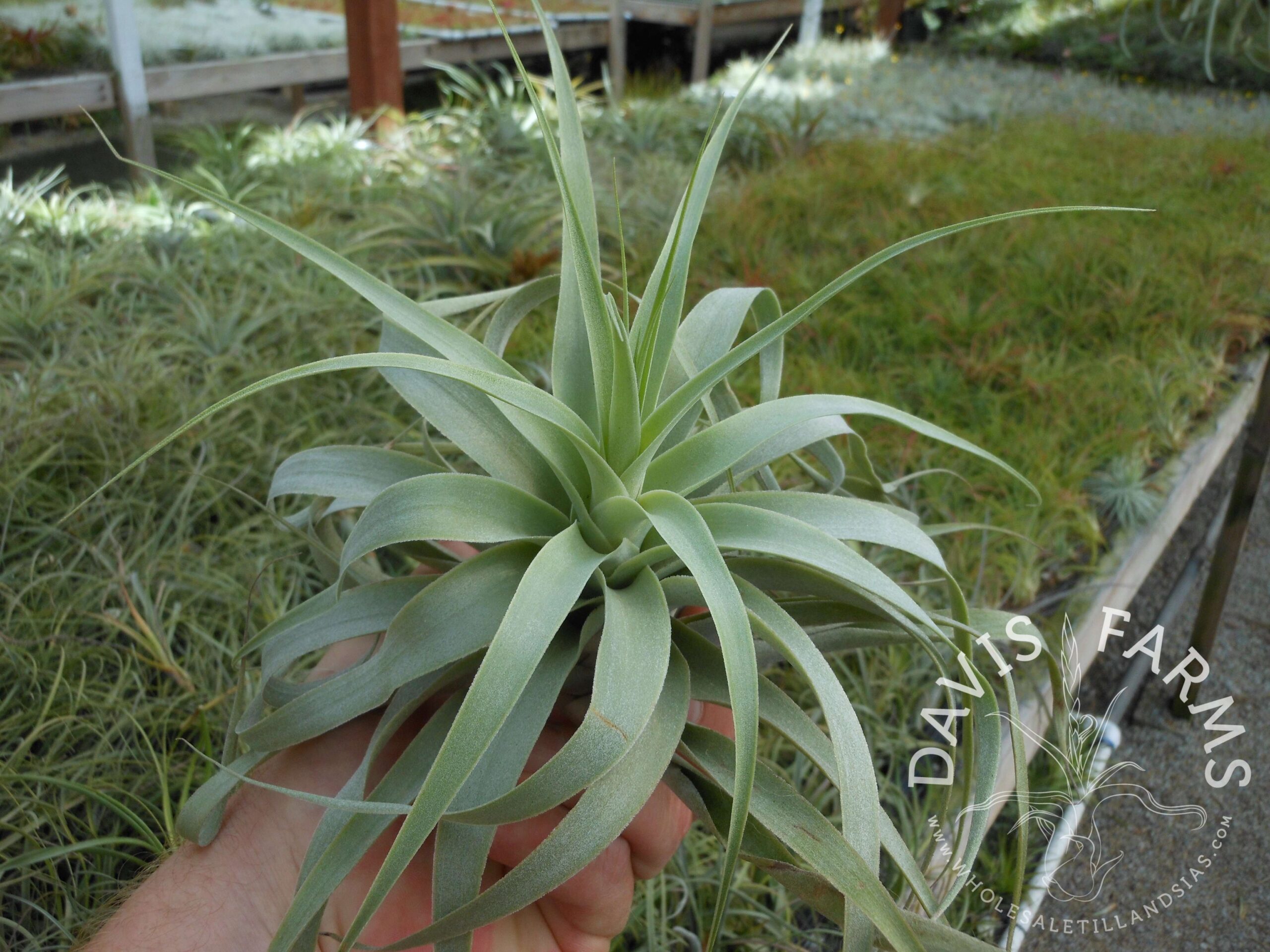 Tillandsia cacticola, bright leaf form