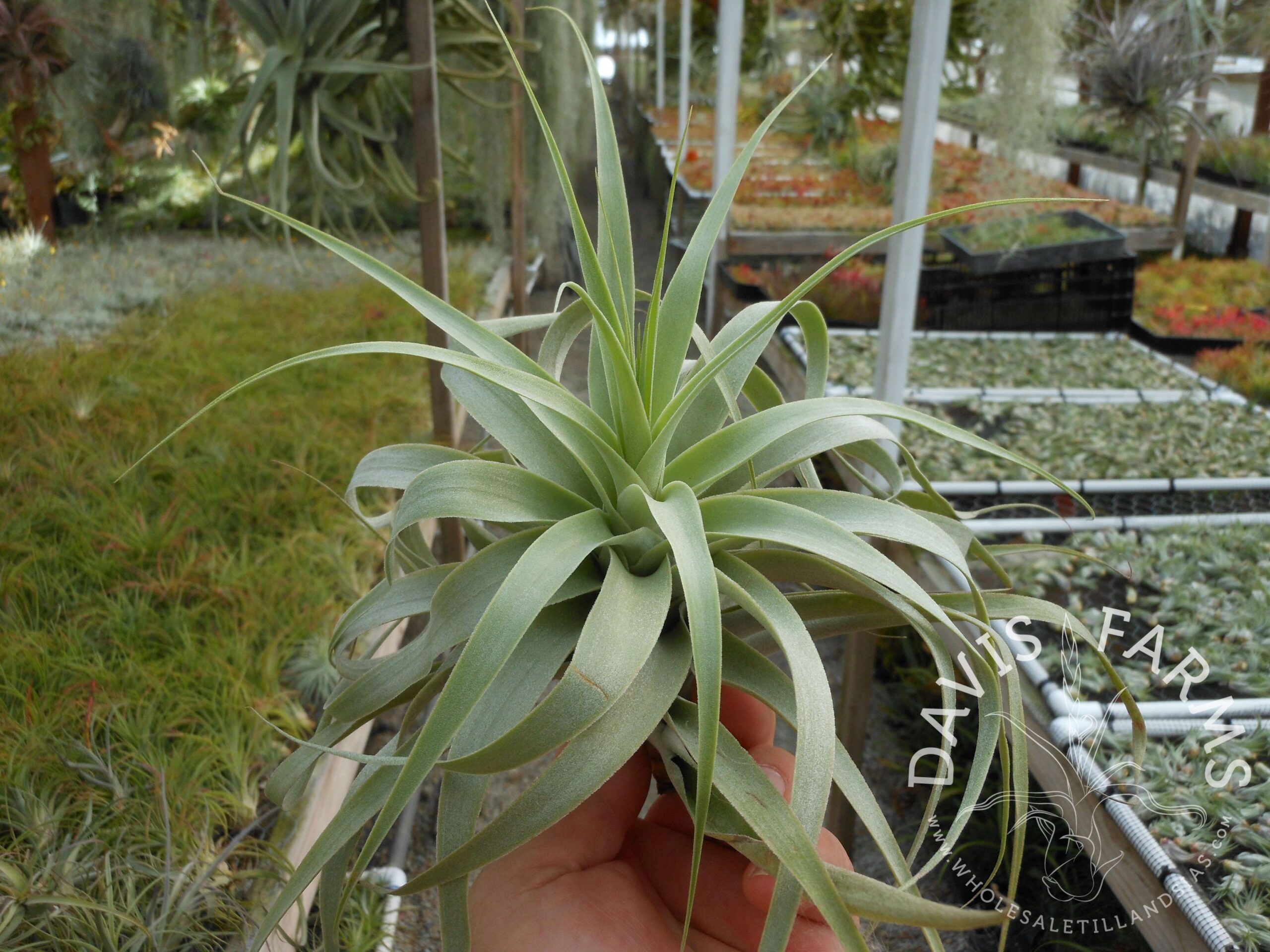 Tillandsia cacticola, bright leaf form