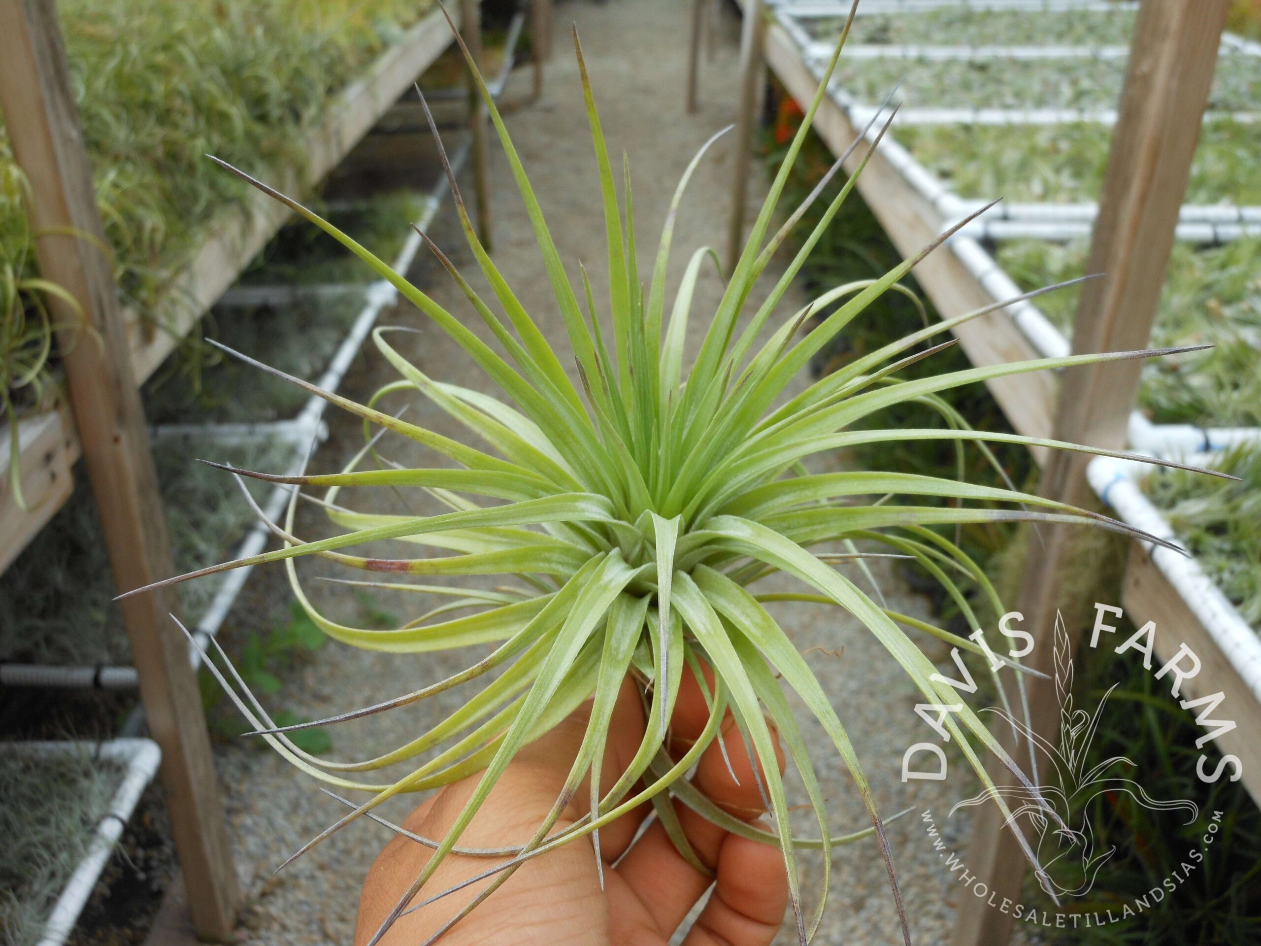 Tillandsia stricta Stiff Leaf