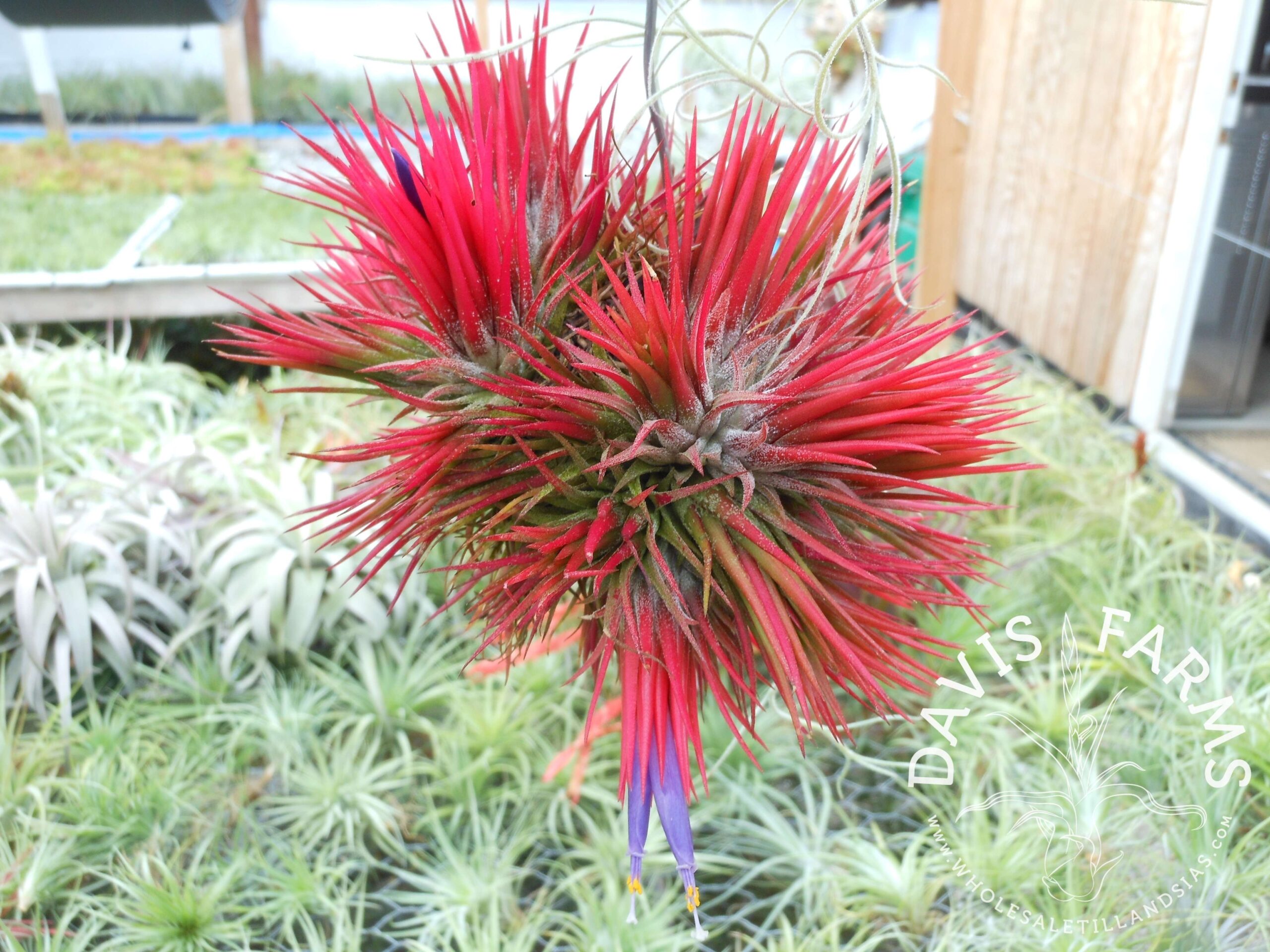 Tillandsia ionantha fuego clump