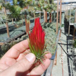Tillandsia ionantha fuego
