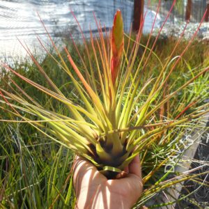 Tillandsia tricolor v. melanocreter