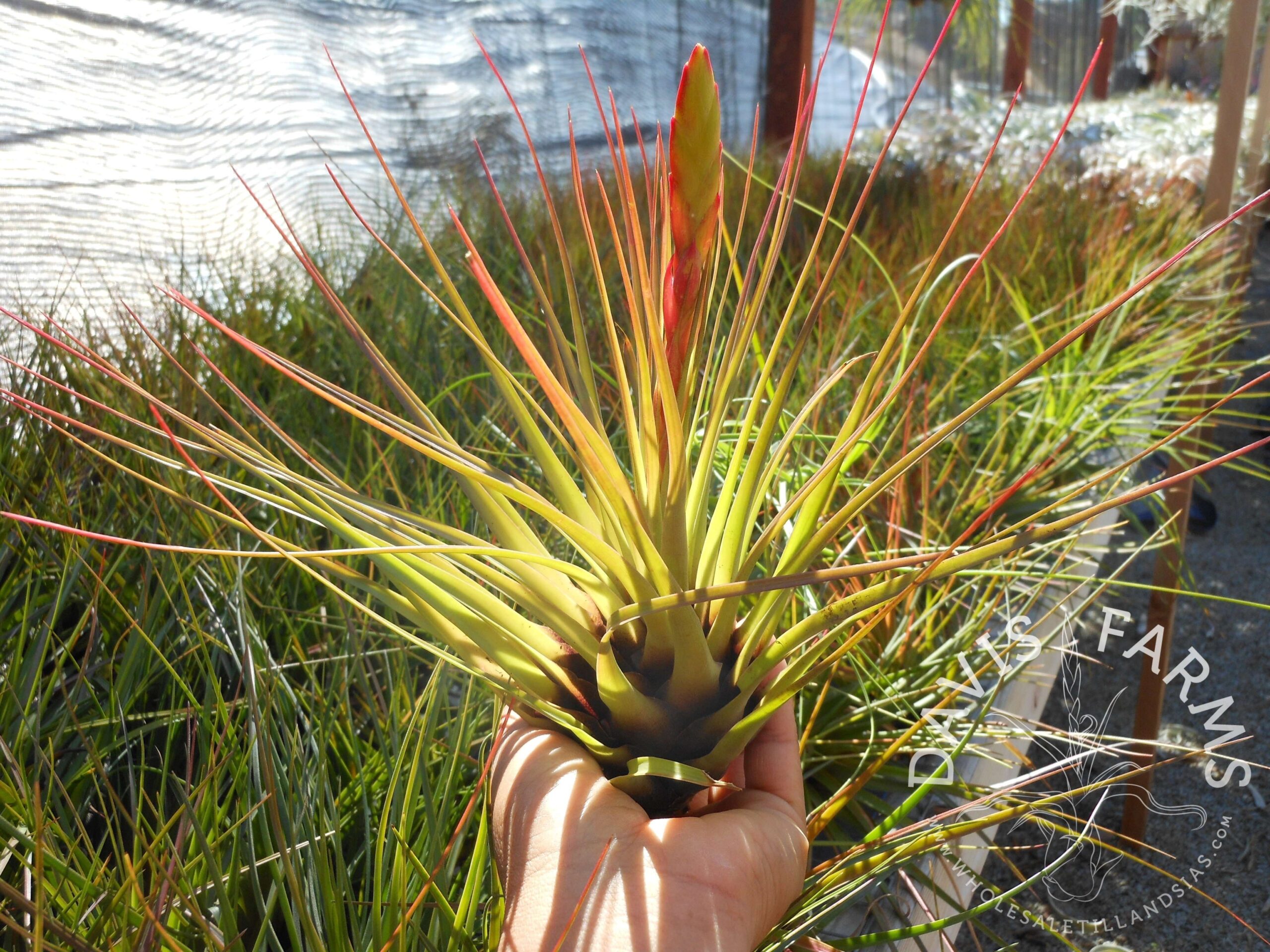 Tillandsia tricolor v. melanocreter