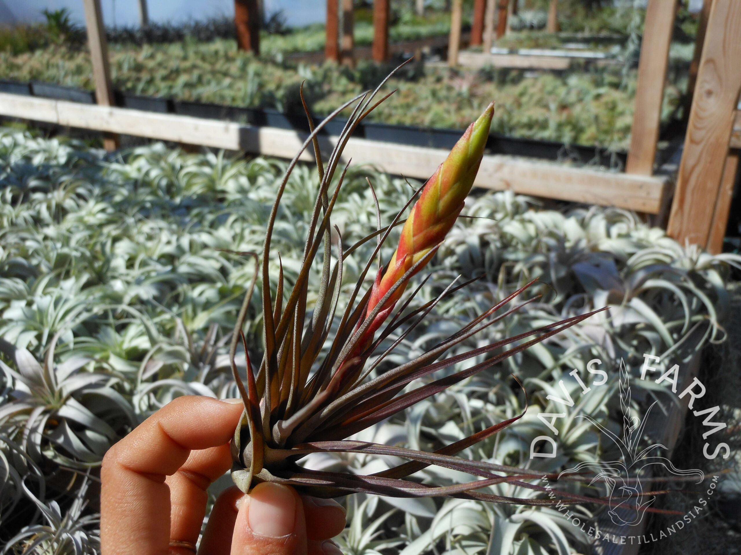 Tillandsia tricolor v. melanocreter