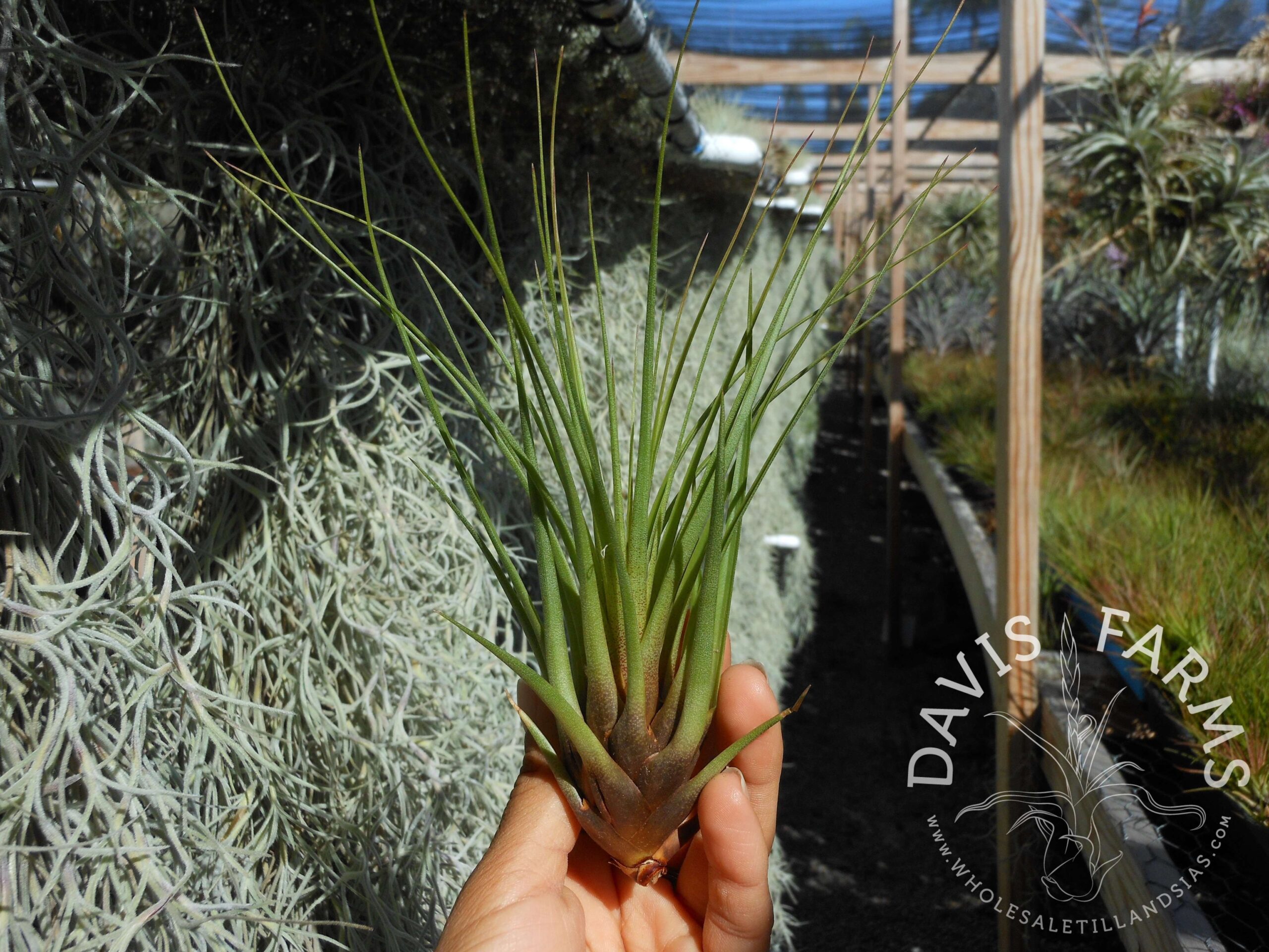 Tillandsia tricolor v. melanocreter