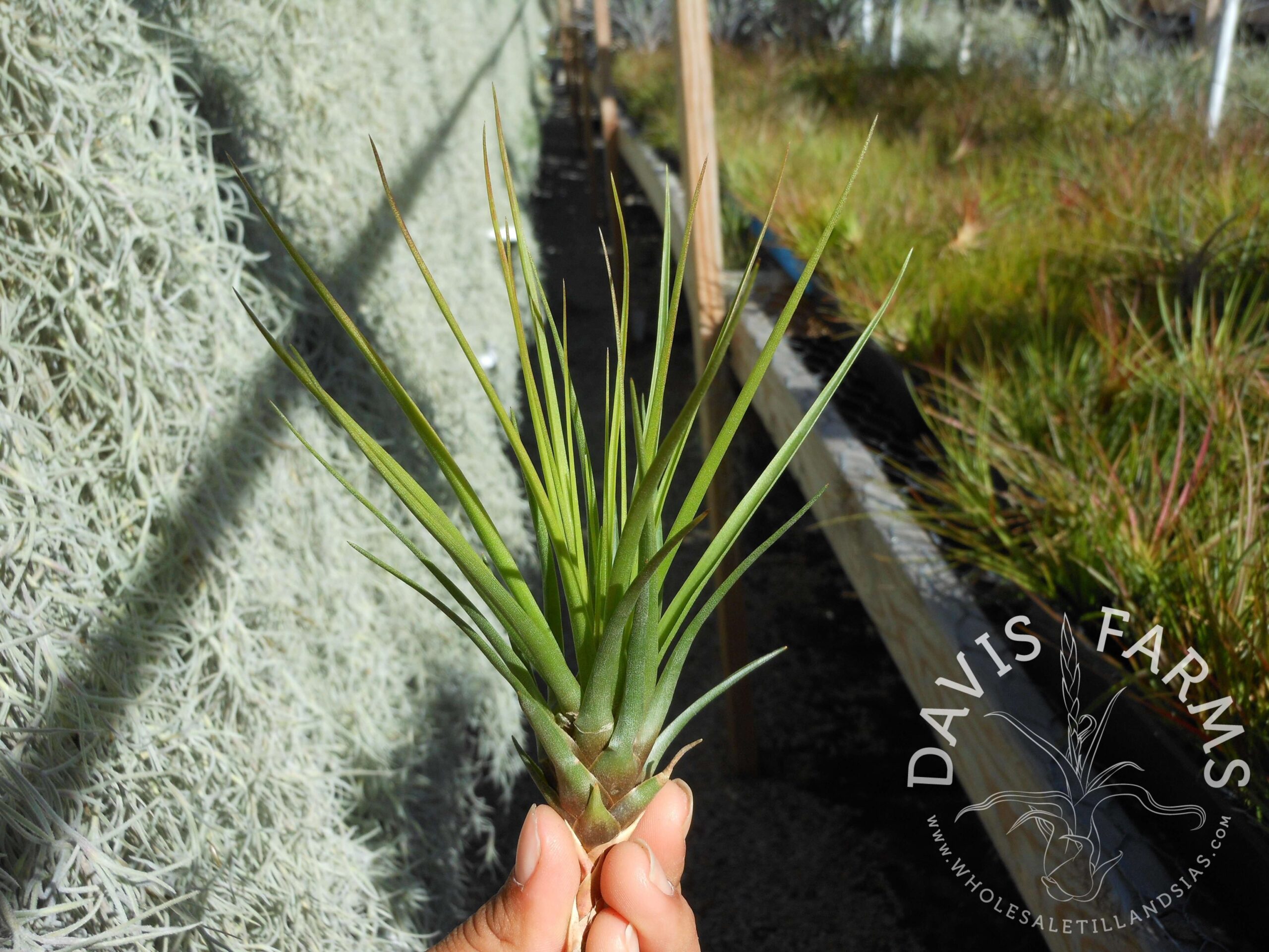 Tillandsia tricolor v. melanocreter
