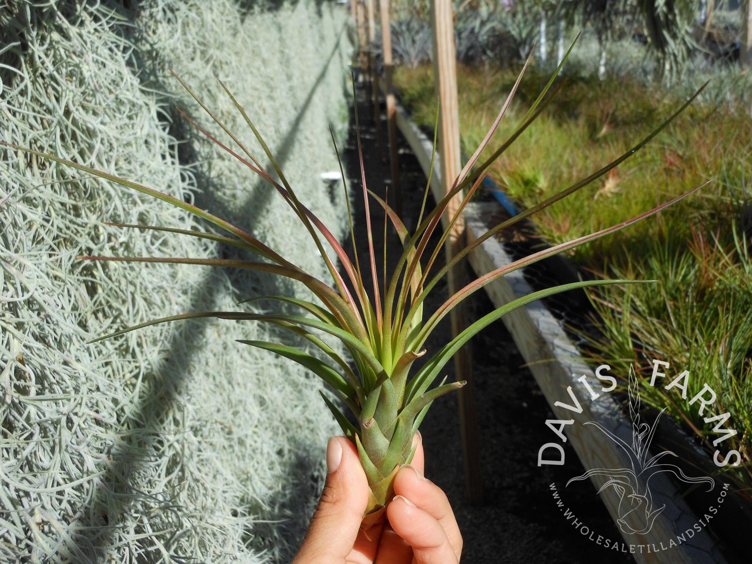 Tillandsia tricolor v. melanocreter