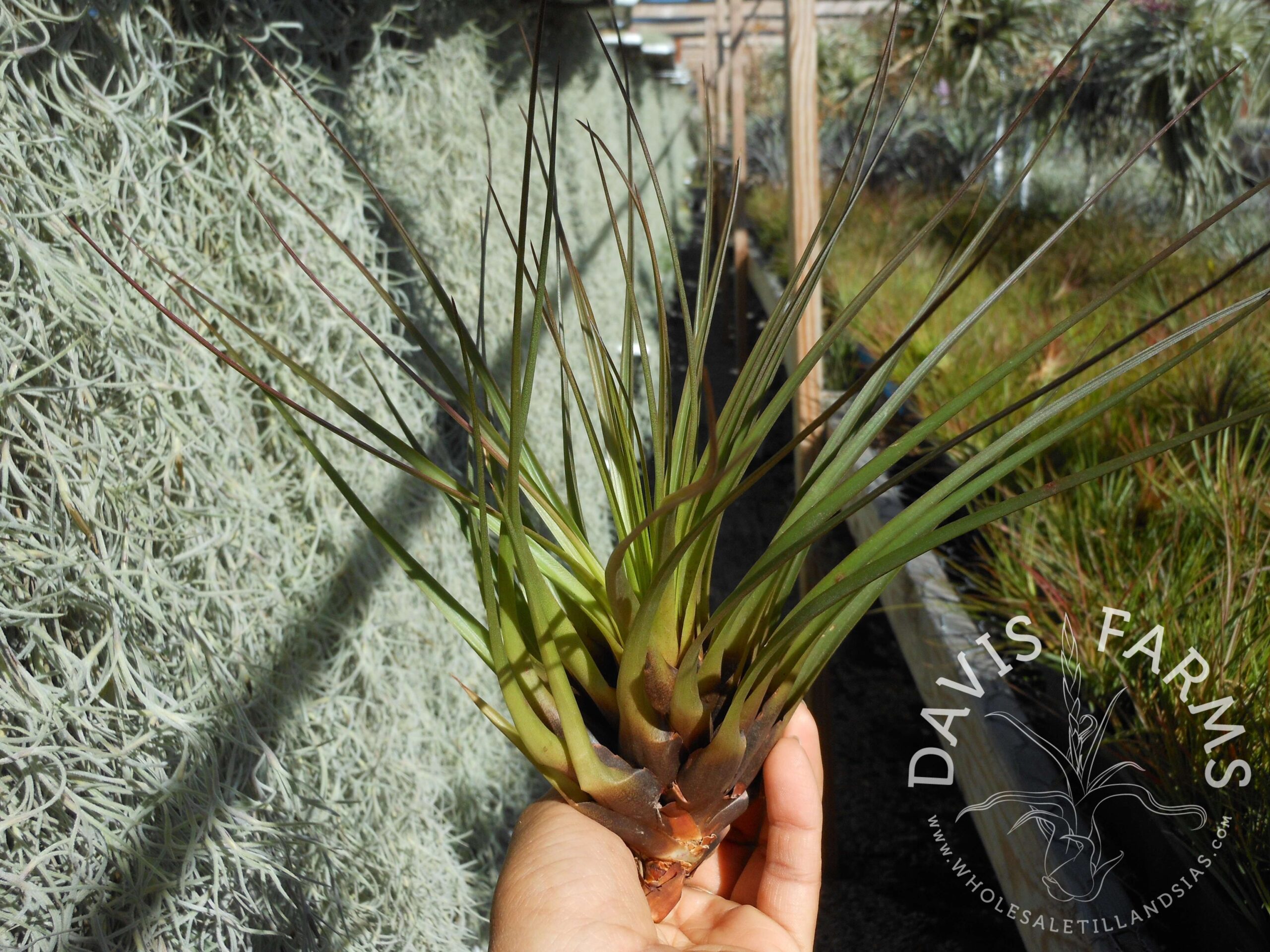 Tillandsia tricolor v. melanocreter