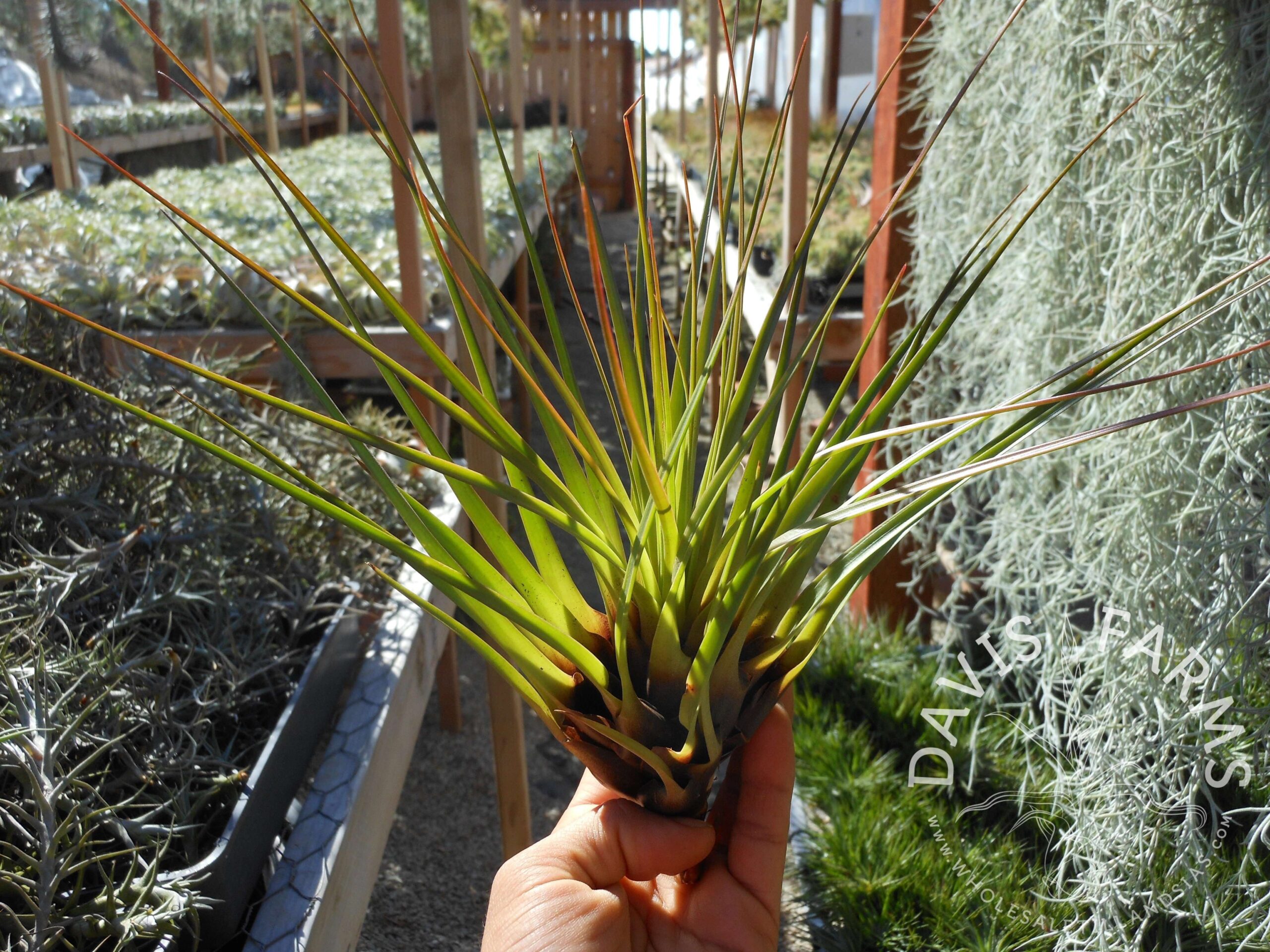 Tillandsia tricolor v. melanocreter