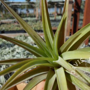 Tillandsia velutina