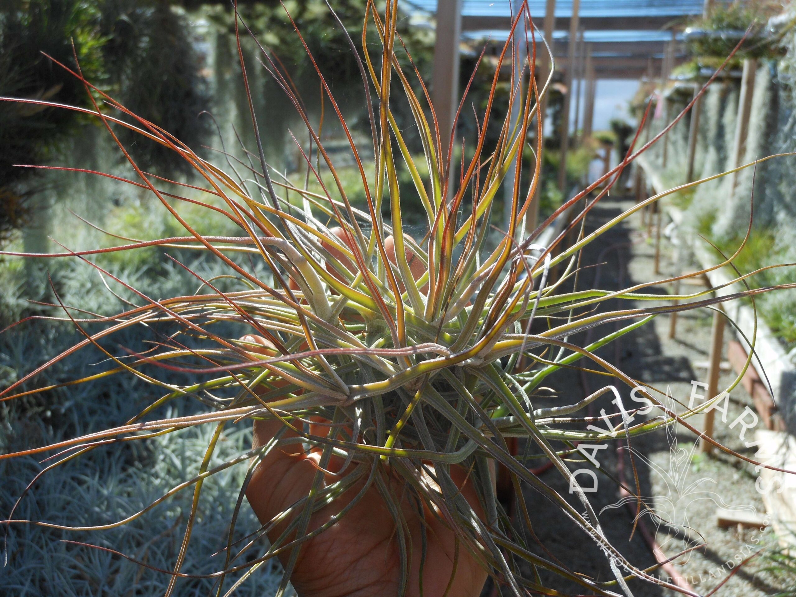 Tillandsia schiedeana