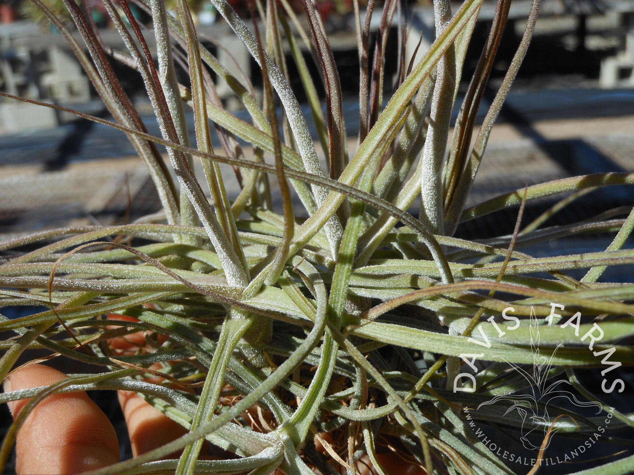 Tillandsia schiedeana
