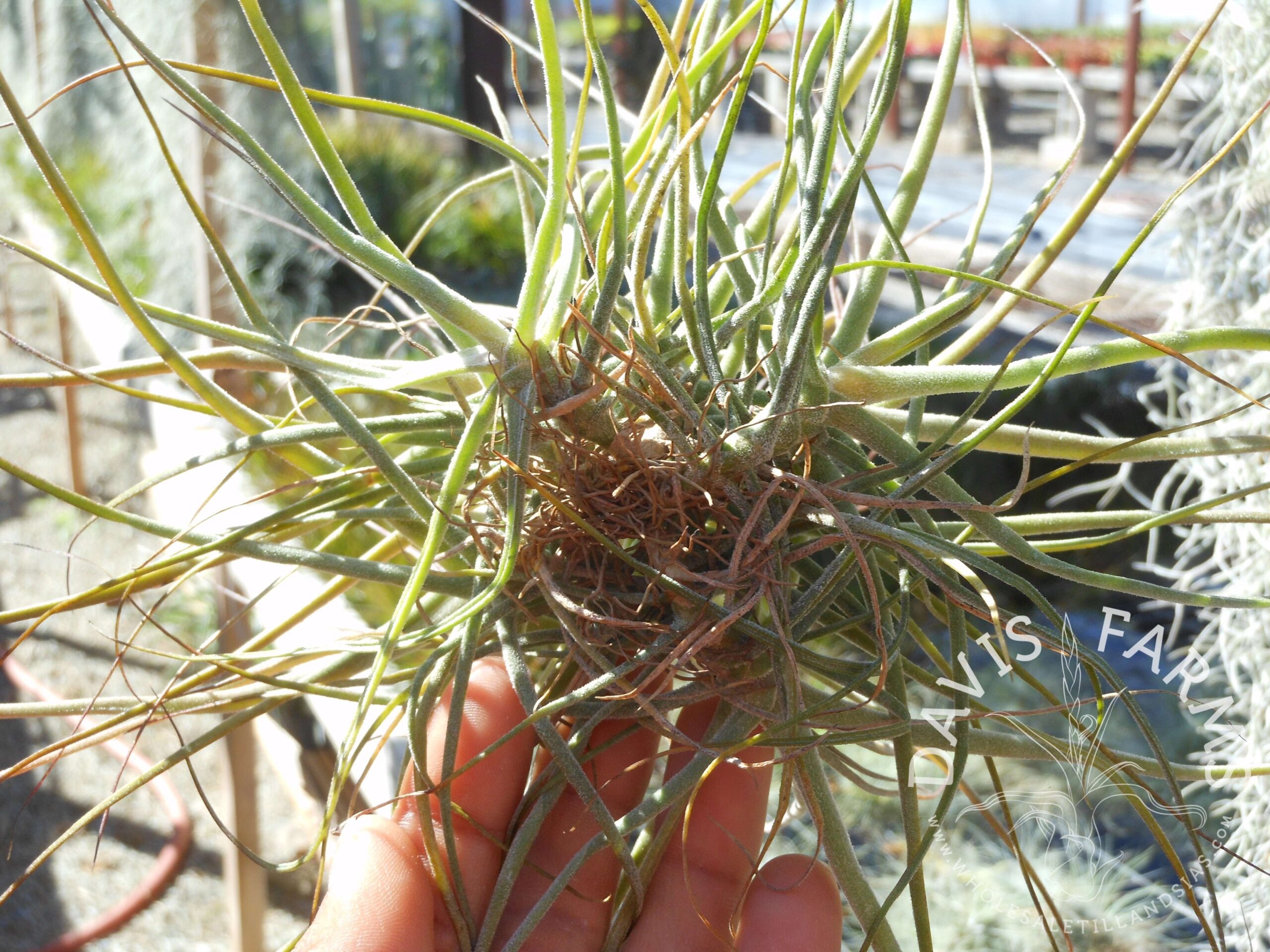 Tillandsia schiedeana