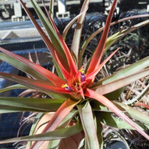 Tillandsia capitata red 'Blood Orange'