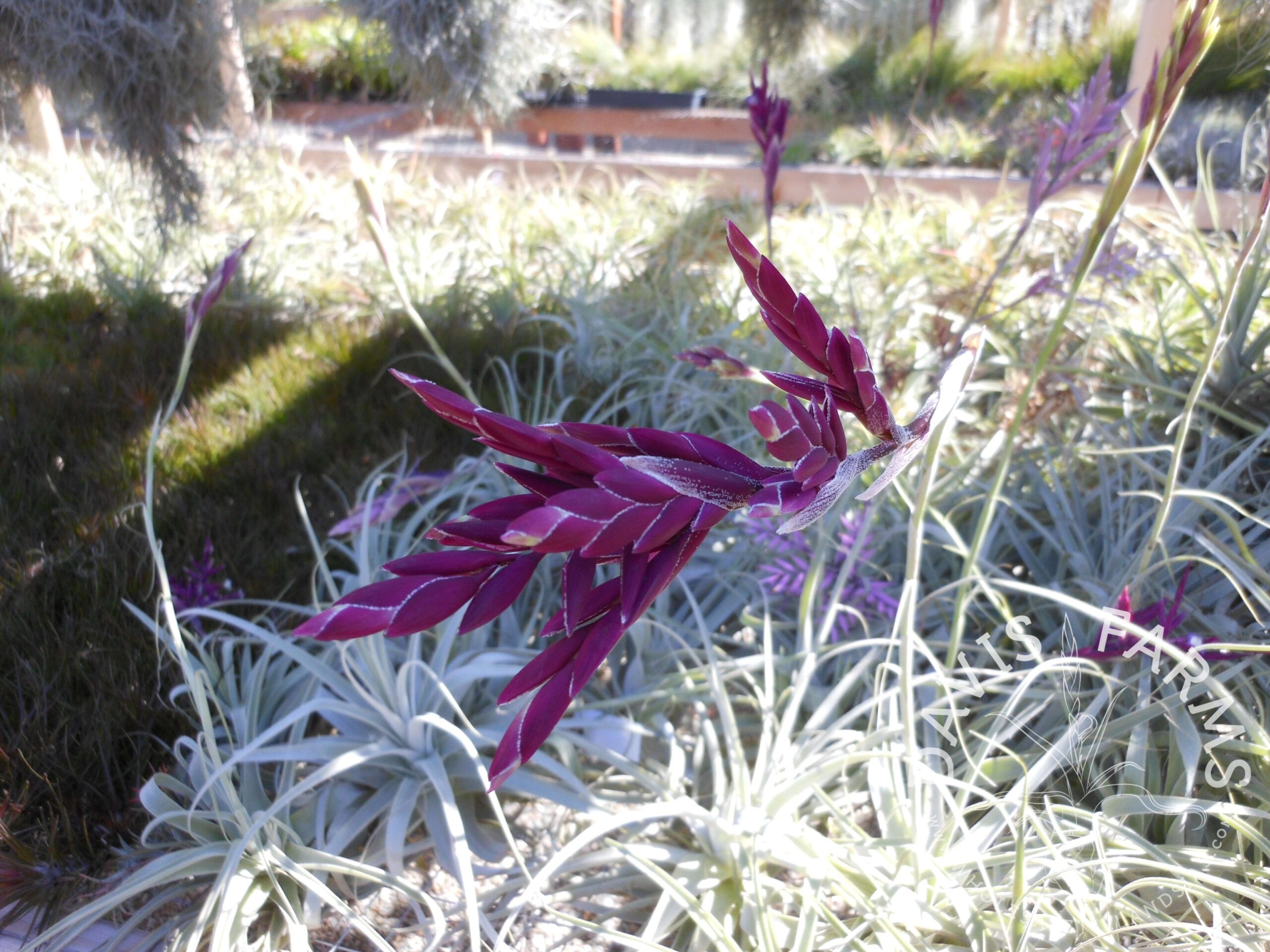 Tillandsia straminea deep purple