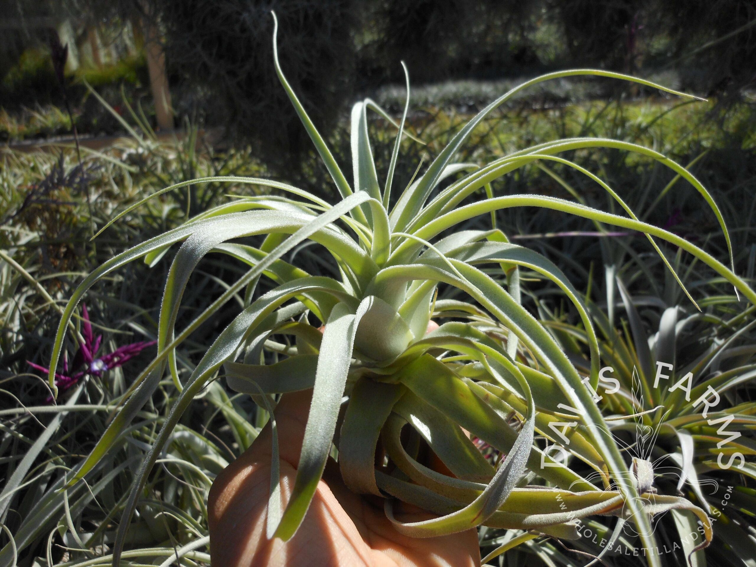 Tillandsia straminea deep purple
