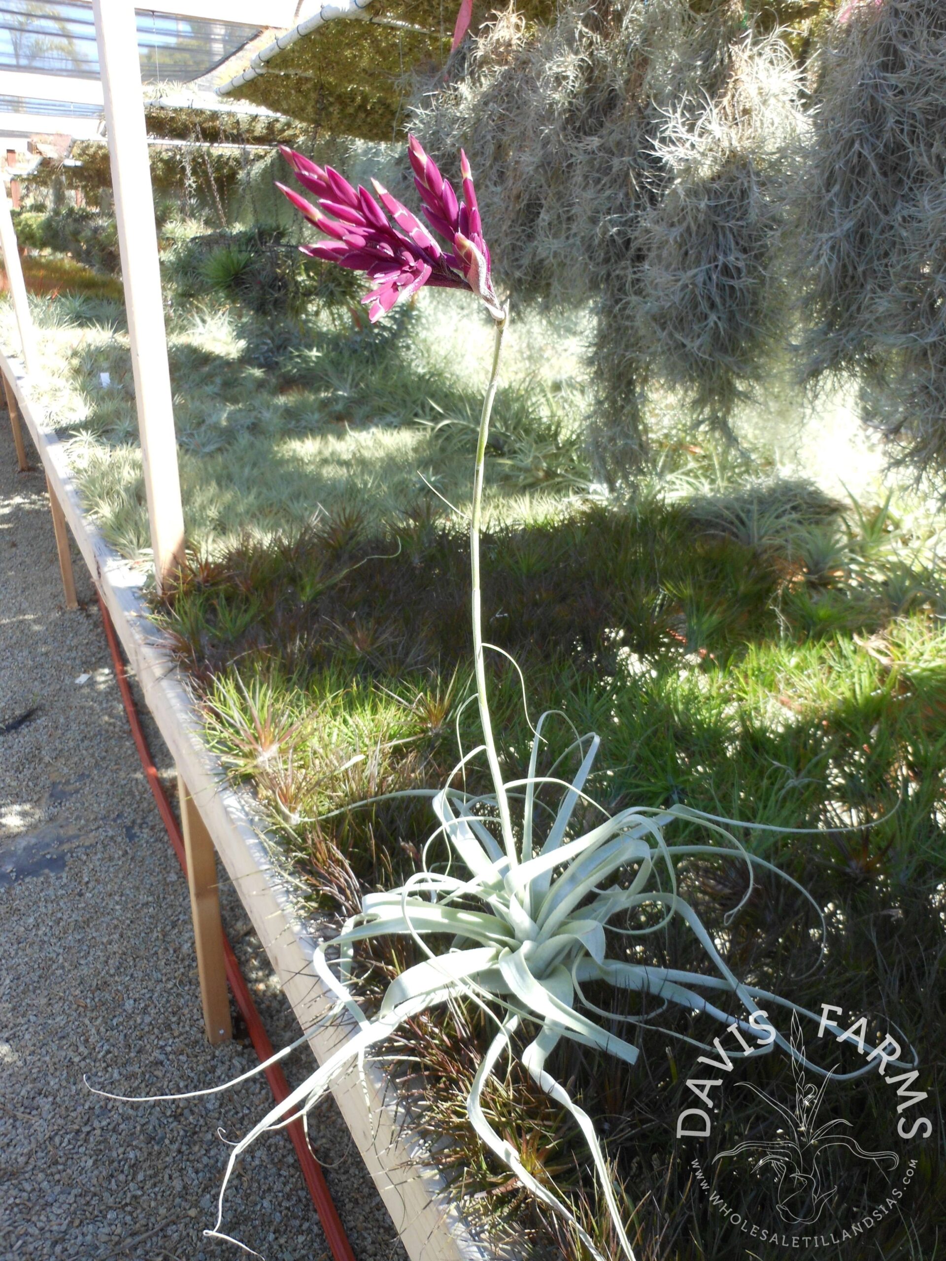 Tillandsia straminea deep purple