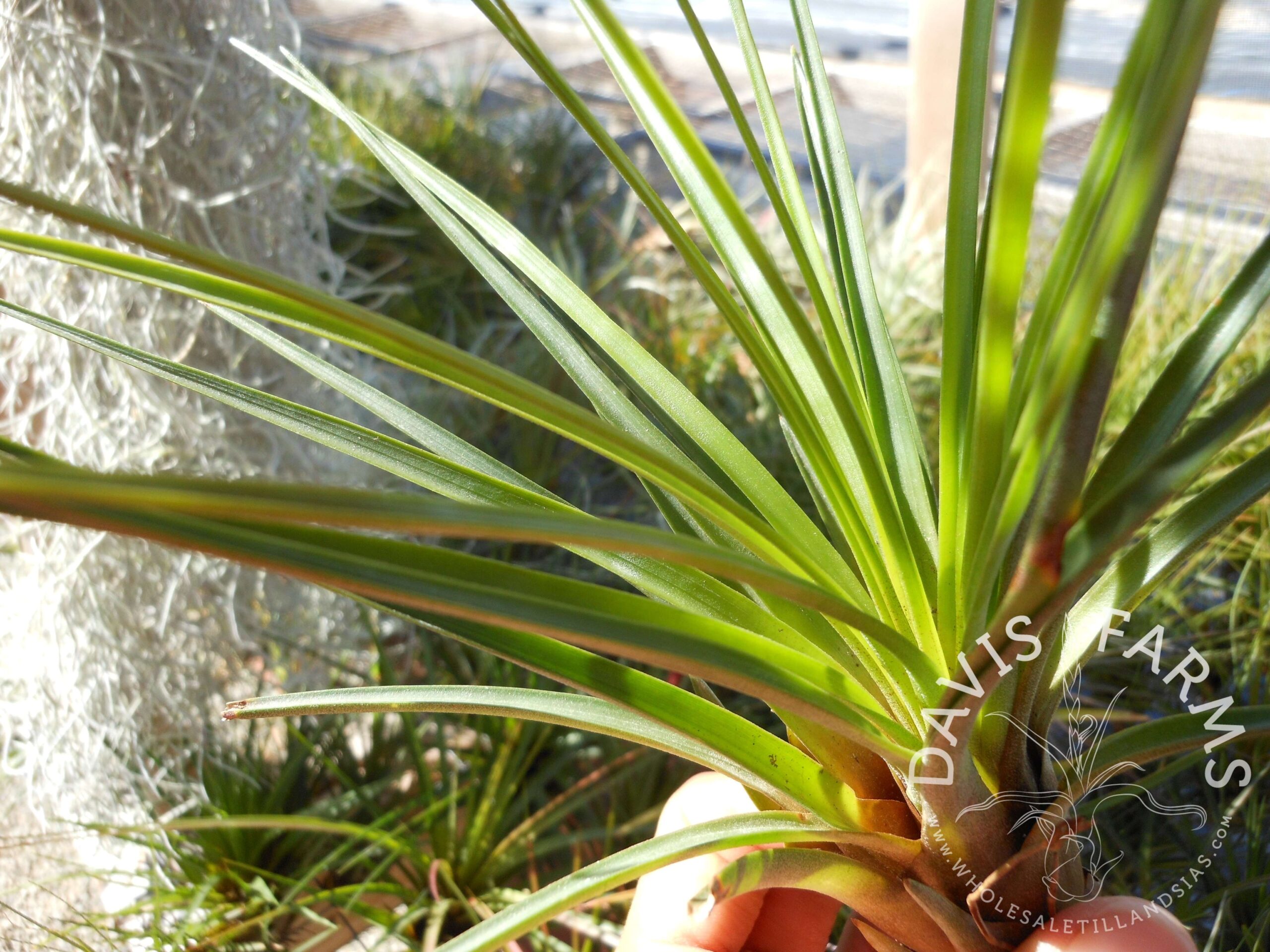 Tillandsia tricolor v. melanocreter