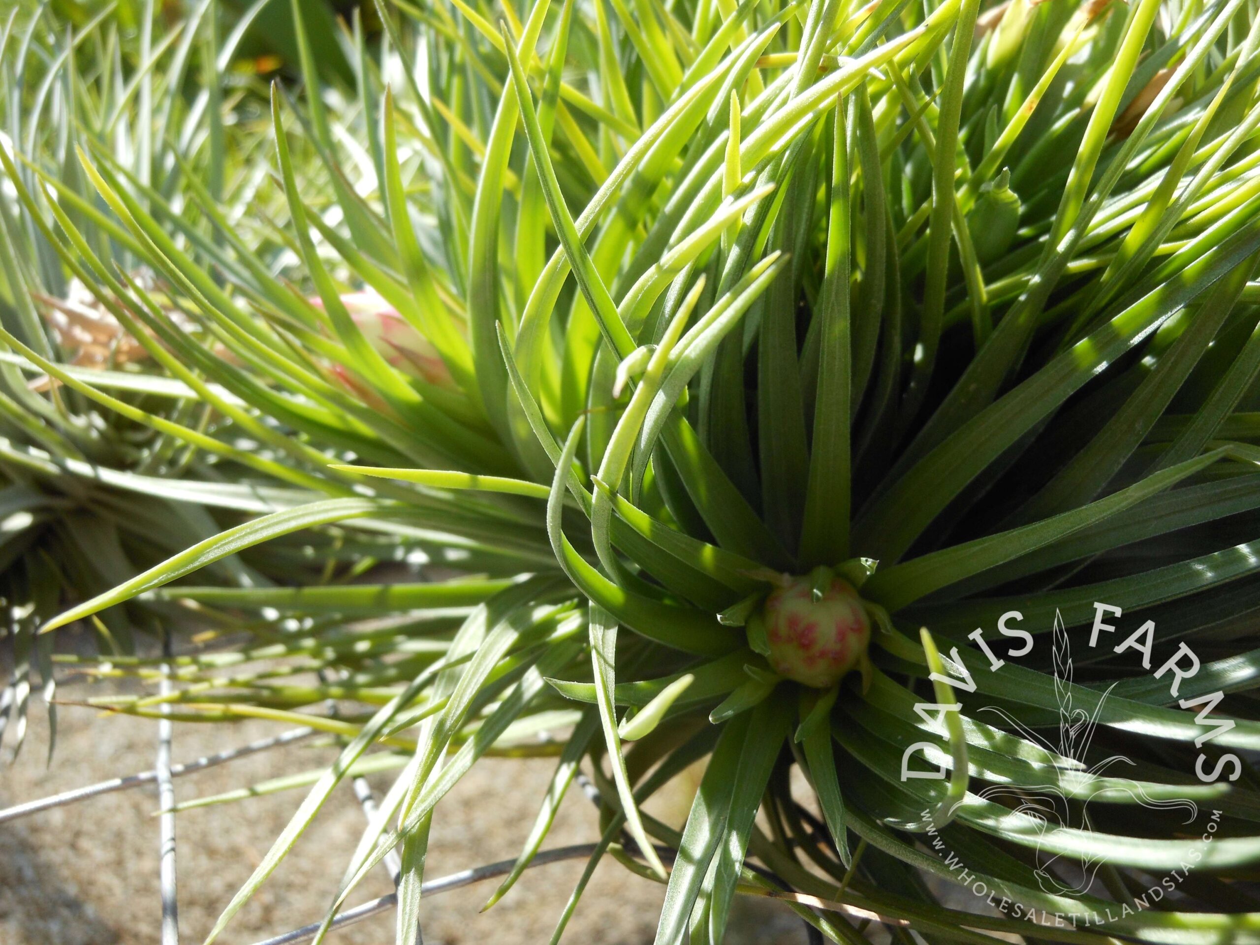Tillandsia stricta Stiff Leaf