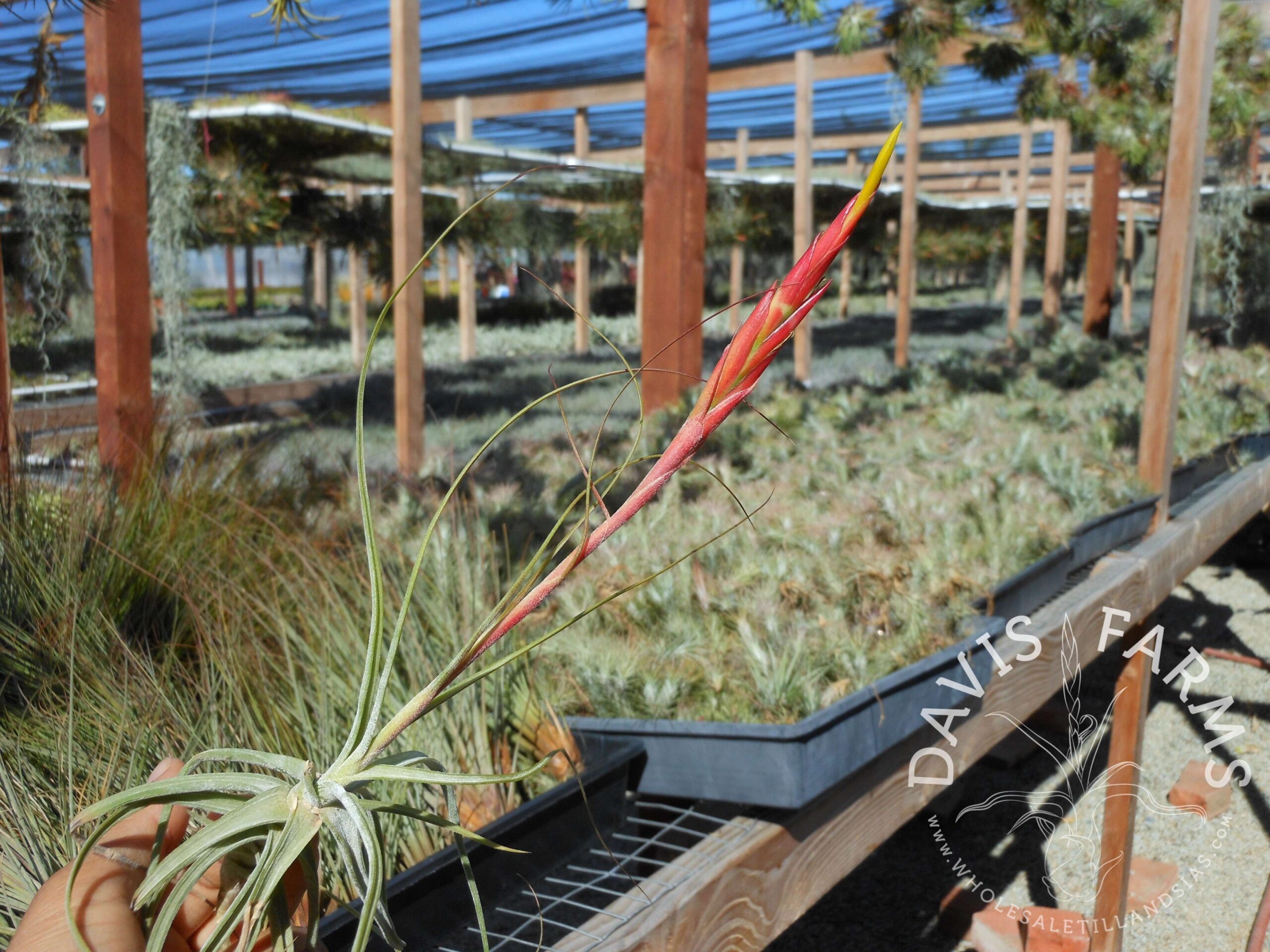 Tillandsia schiedeana