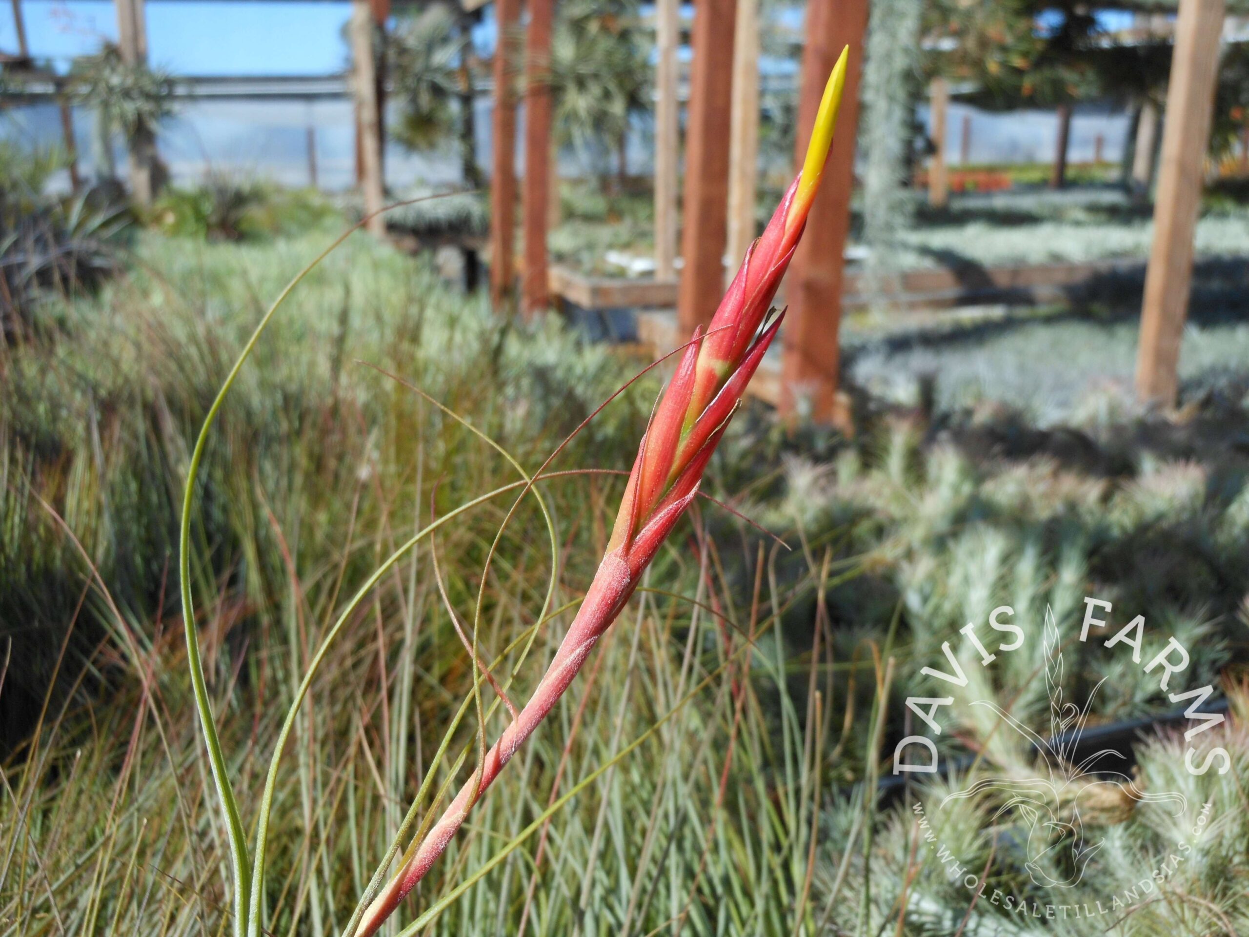Tillandsia schiedeana