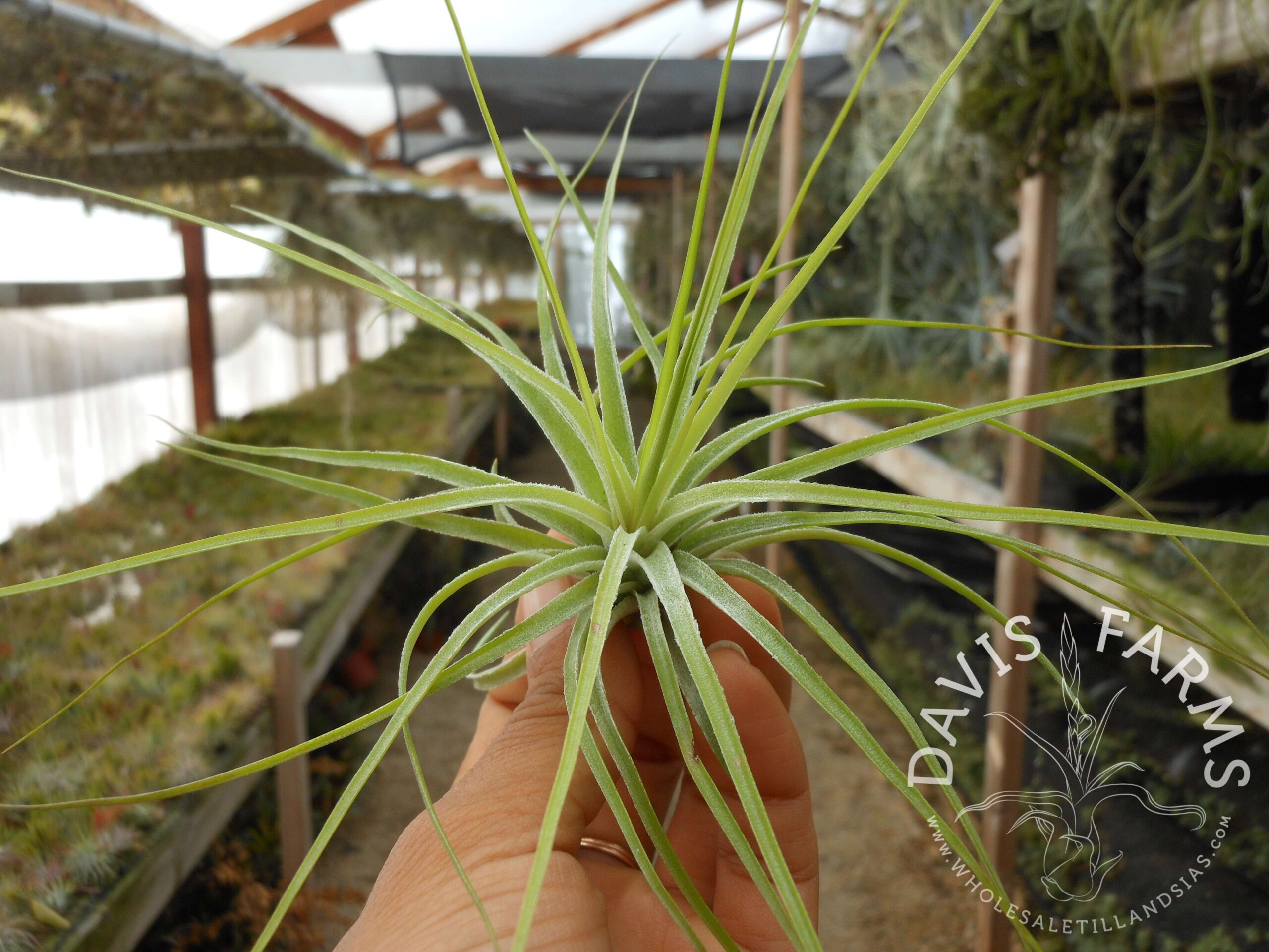 Tillandsia stricta green