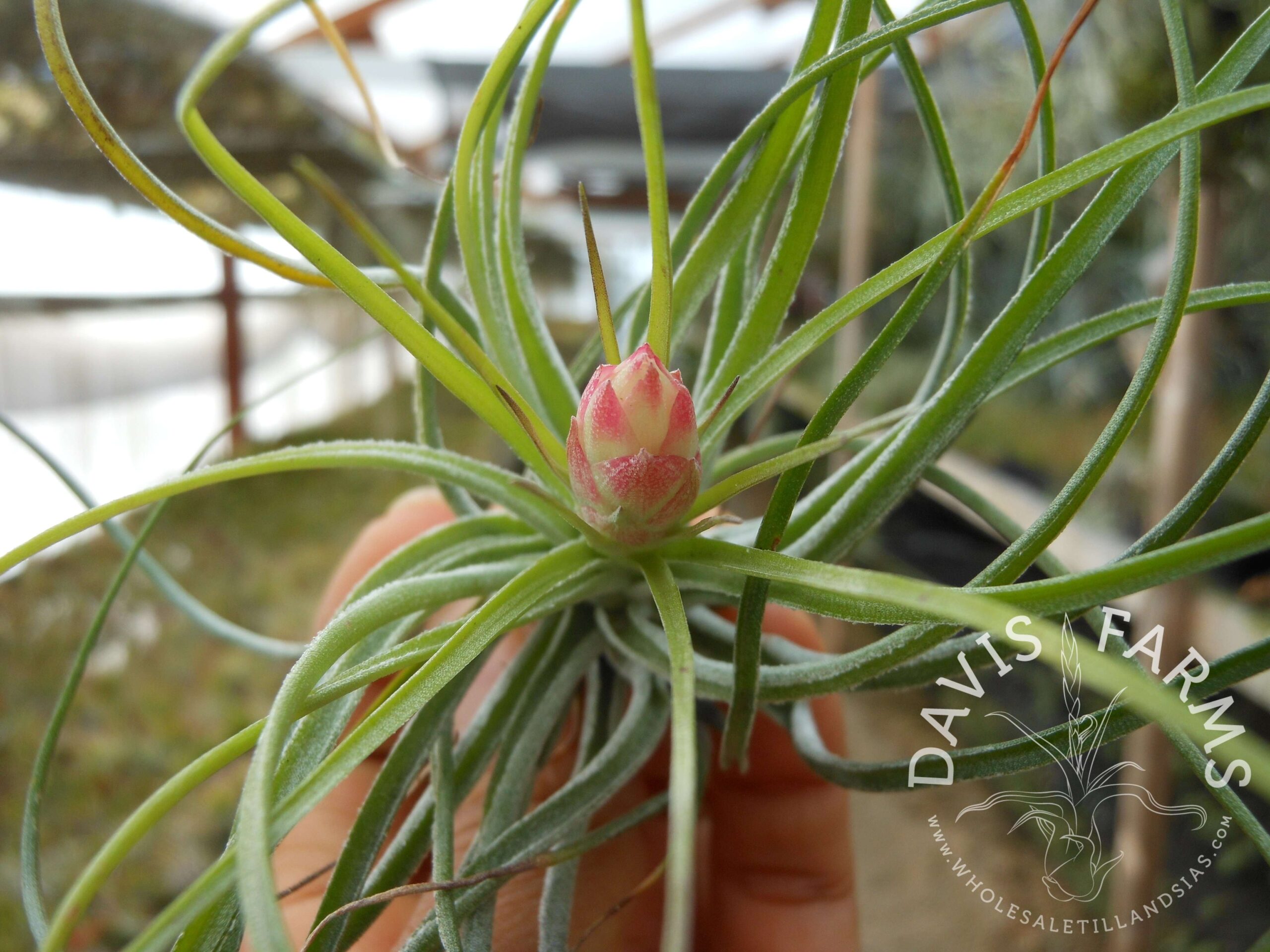 Tillandsia stricta green